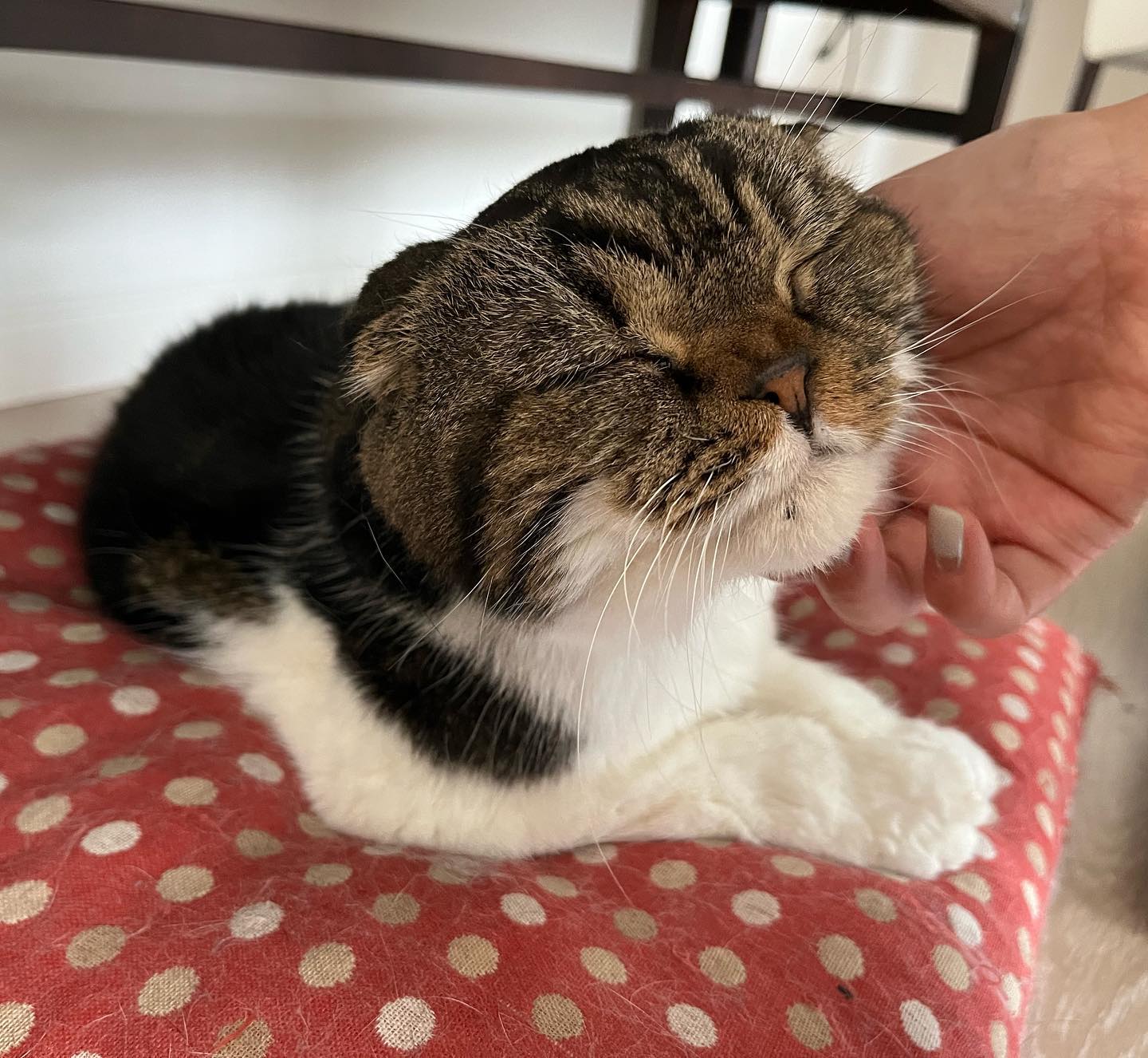 りんごちゃん最後に会った時よりもずっとおじいちゃんになっていたけど、撫でた時のお顔は少しも変わっていませんでした️好きな時に起きてごはんを食べ、甘えたい気分だったら甘える。そして、一日の大半は寝る。りんごちゃん幸せなシニアライフを満喫中です?
