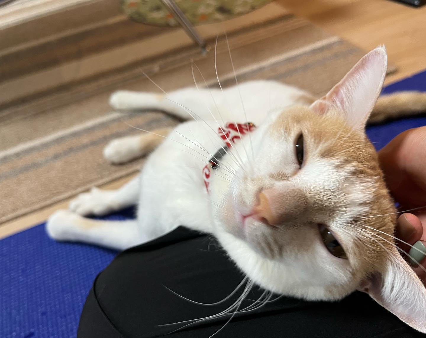 もんじろうちゃん今回は、ひざ枕をご所望でした?ねこ草をアーンしてあげようと思ったら、迫力あり過ぎてビックリ