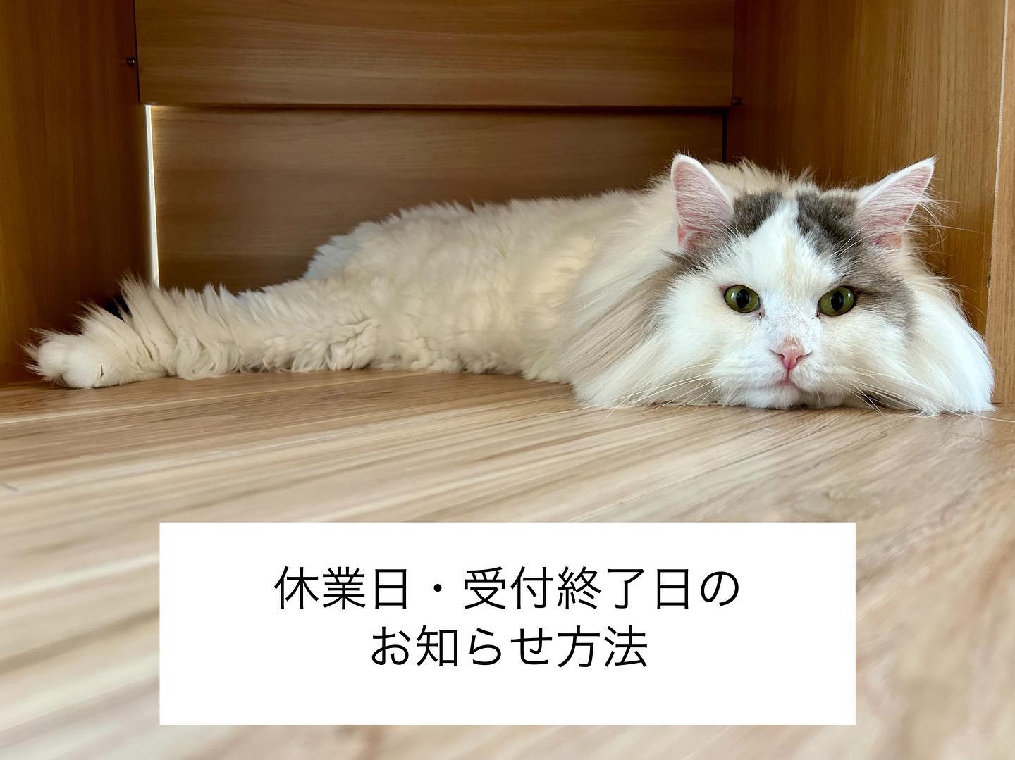 休業日と受付終了日を、HPからご確認いただけるようにしてみました?HP上部のバナーよりご確認下さいませ。InstagramのプロフィールにHPのリンクございます‍♀️猫ちゃんのご紹介は、驚異の食いしん坊の可愛いはくちゃん会うといつも元気を貰えます?