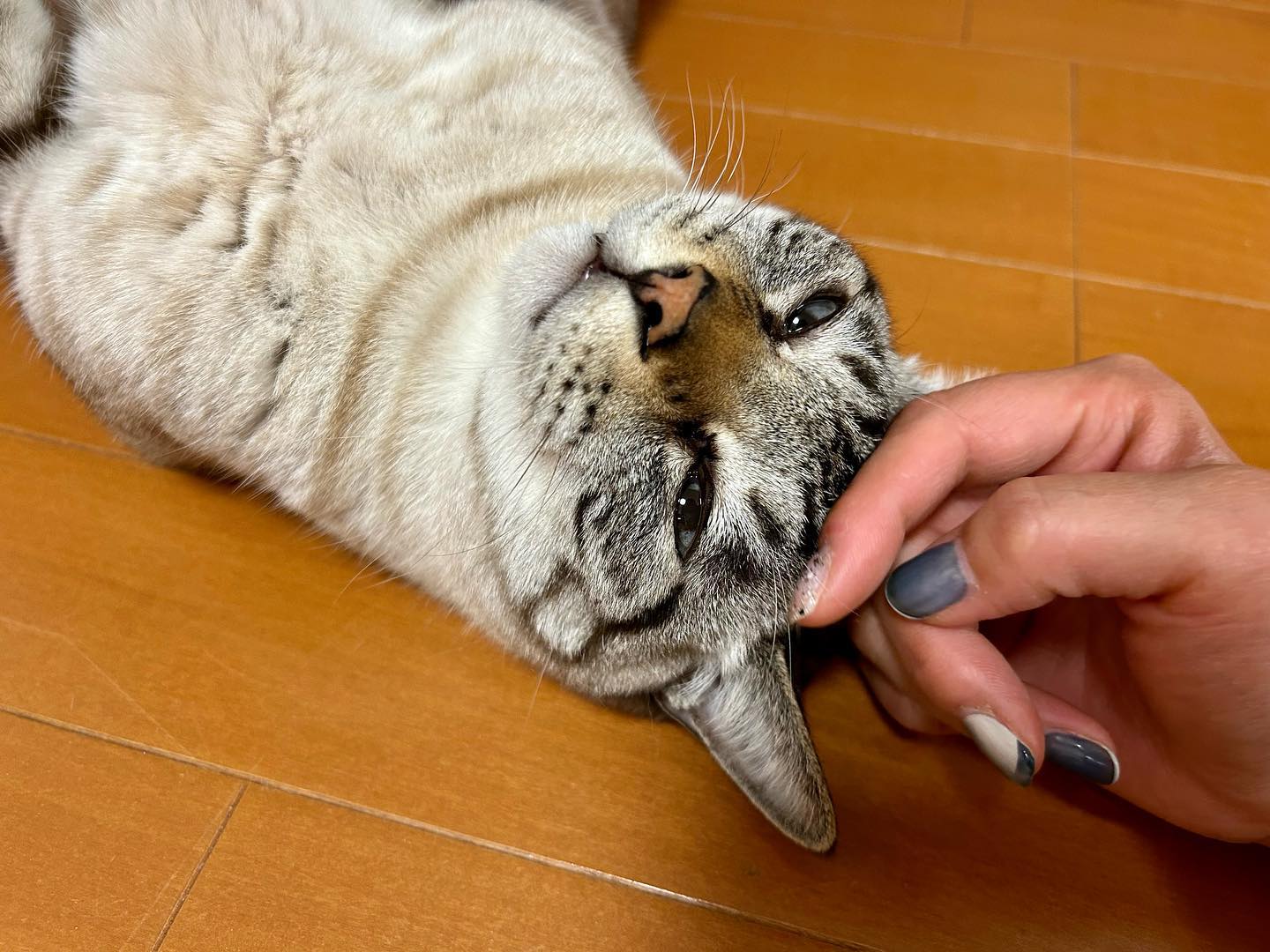 天天ちゃん数年前は緊張して私のことを眺めているだけでしたが、リラックス度が毎回少しずーつ増しており、今はへそ天で撫でさせてくれています