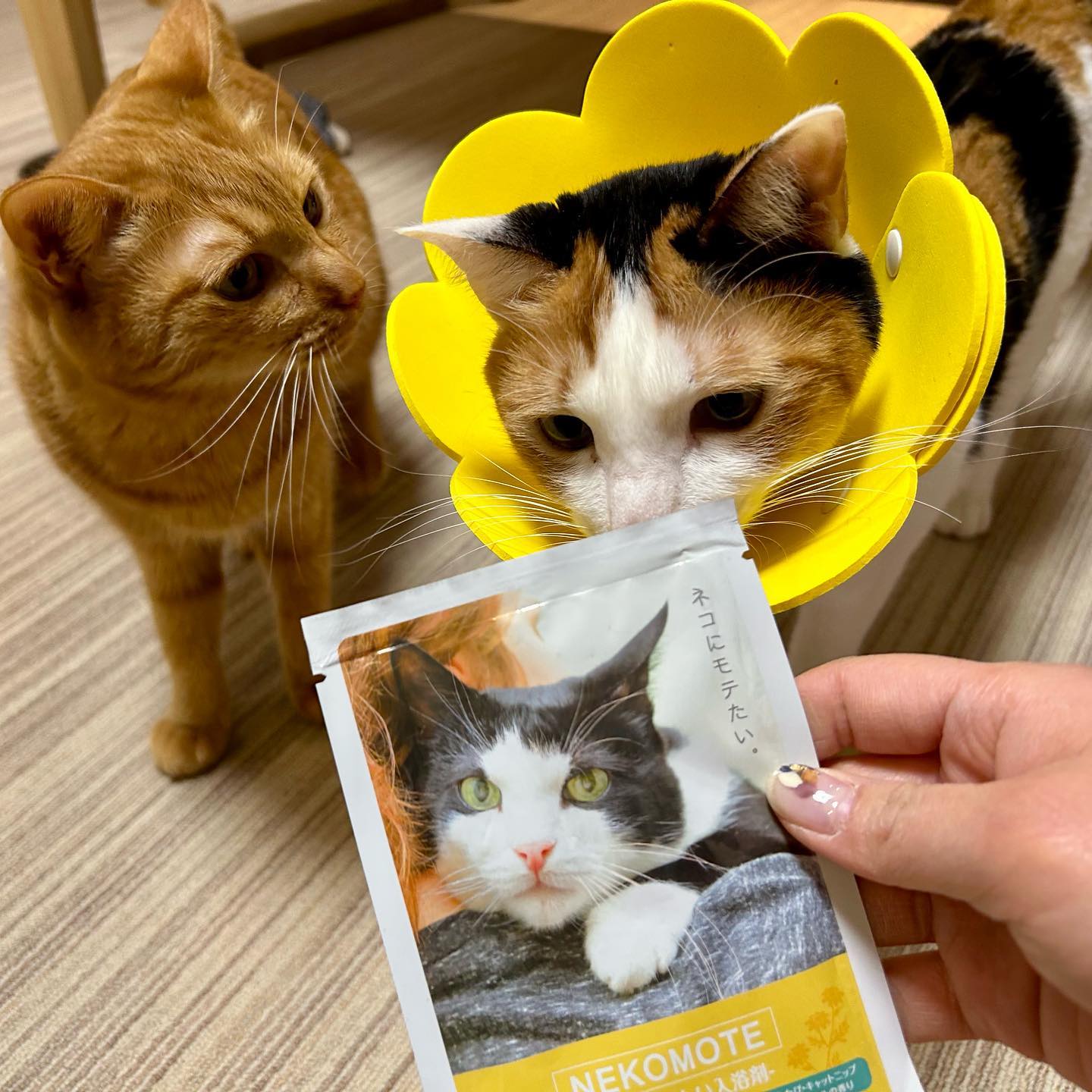 あけましておめでとうございますねこにモテる入浴剤をいただきましたその名も「NEKOMOTE」❣️またたび&キャットニップの香りだそうで。明日は私、モテモテですからアオちゃんが、ポン・デ・アオちゃん?になっていますが、吸収病巣が悪化して歯に穴が開き、年末に3本抜歯した為です退院して戻って来たポン・デ・アオちゃんを見て、うにがブチ切れて大変でしたが、何とか仲良しが戻りつつあります️