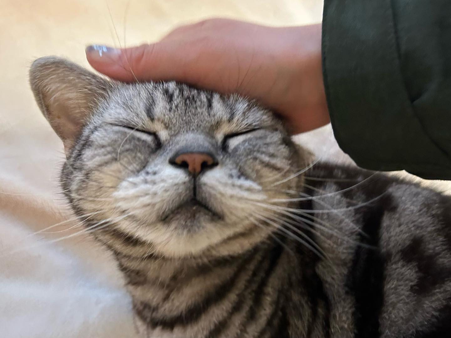 パンクちゃん15歳の可愛い可愛いおじいちゃま?ごはんの時間が開くと吐いちゃうので、ママのお仕事の合間にスープを食べさせに行っています?‍♀️初めの数ヶ月は「気安く触んないでよね」とシャーシャーパンクちゃんでしたが、最近はナデナデにうっとり?「スープまだなの？」とおねだりに来てくれたり?やっぱりシニアにゃんこは可愛い?たまらん?