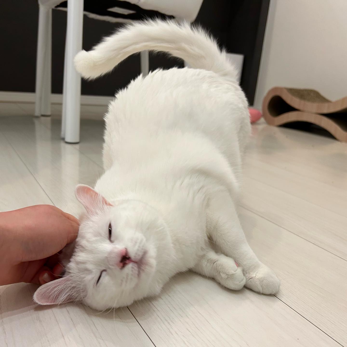 こまるちゃん１歳を過ぎて人見知りちゃんになったそうだけど、ちびっ子の時に仲良くなっていたので、久し振りの再会でも私とは仲良くしてくれています?お留守番、とってもお上手でした?
