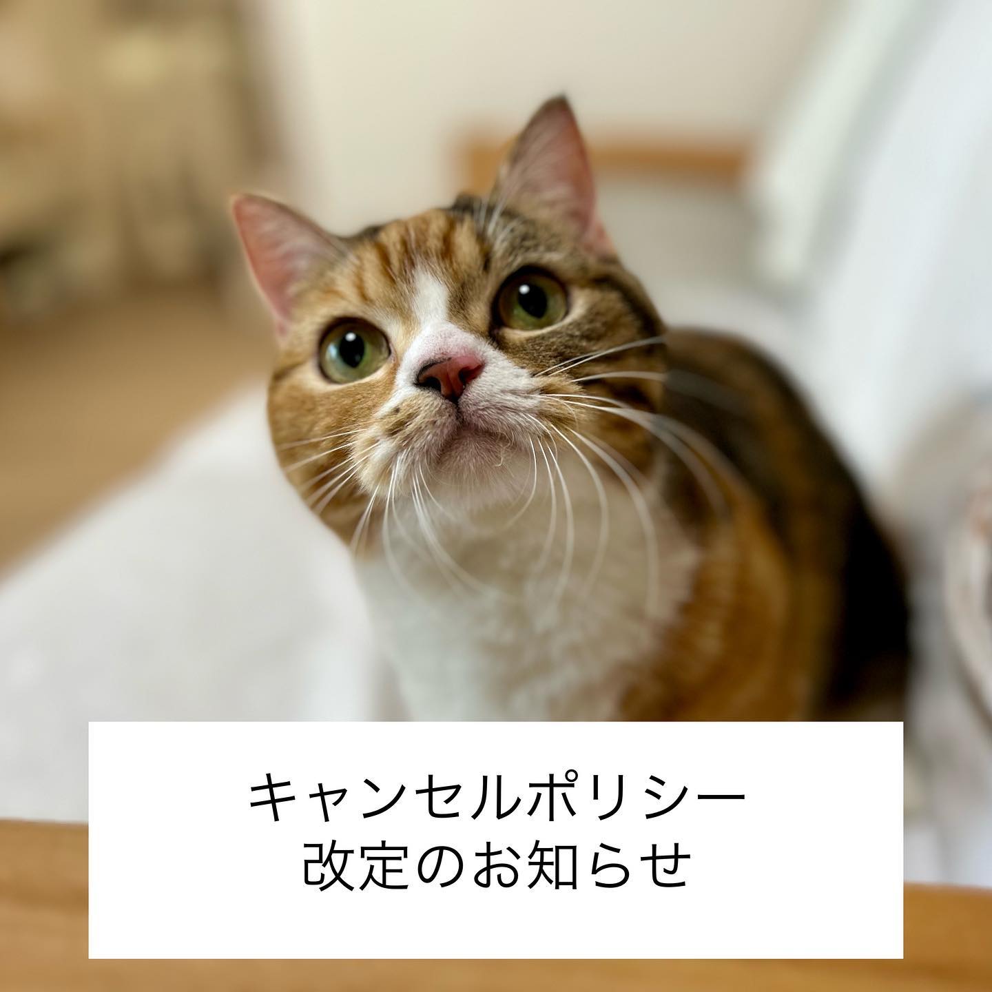 皆さま、いつもご愛顧いただき誠にありがとうございます。最近、直前のキャンセルが多くなって来ており、やむを得ず3月1日よりキャンセル料金を頂戴する期間を長く設けさせていただくことに致しました。下記、新しいキャンセルポリシーとなります。————————————■通常営業日3日前　20%前日  50%当日  100%■繁忙期の割増期間14日前　20% 7日前　 50% 前日  80% 当日  100%（2023年3月1日より）————————————現在、シッター業務をわたし一人で行なっており、一日にお受け出来る件数が以前よりも少なくなっております。その為、繁忙期以外もご依頼をお断りしなくてはいけないことが増えました。他のご依頼をお断りしてご予約をお取りしています。ご予定の変更やキャンセルは、出来るだけお早めにお知らせ下さいませ。より多くの方にご利用いただけますよう、皆さまのご理解とご協力のほど何卒よろしくよろしくお願いいたします。※台風や大雪など、天候によるキャンセルはキャンセル料金を頂戴しておりません。※繁忙期の割増期間はHPの空き状況カレンダーよりご確認下さい。