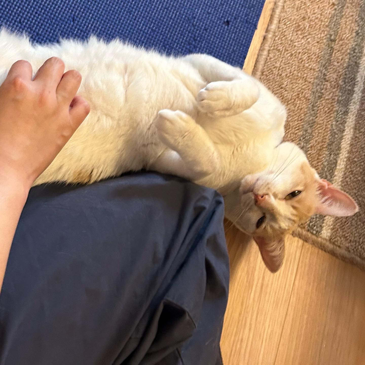 遊ぶのも、甘えるのも、猫草を食べさせてもらうのも、ごはんも、ぜーんぶ大好きなもんちゃん?いつものじゃらしにプレゼントしたリボンをくっ付けてあげたら、大喜びでした?喜んでくれて良かった〜！