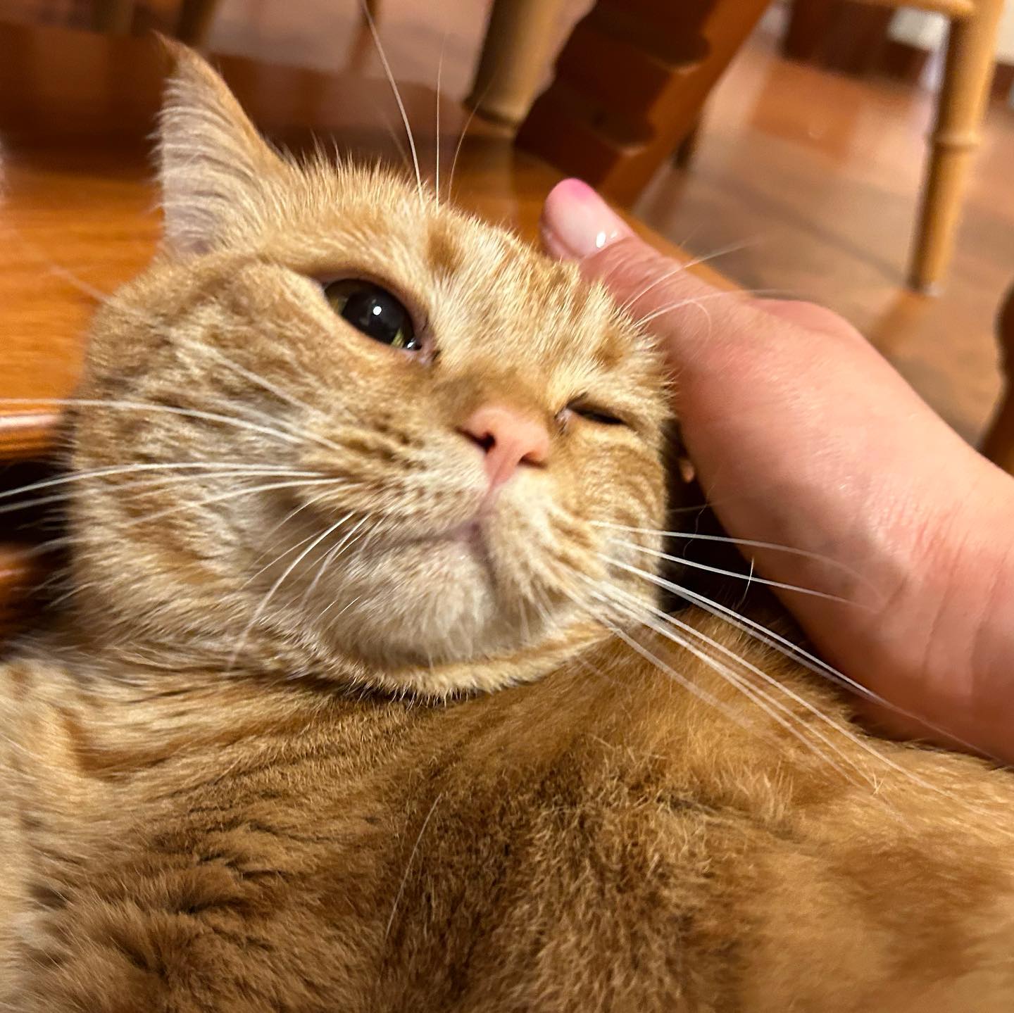 もなかちゃん5歳になりました〜?子猫ちゃんの時からのお付き合いですが、いつの間にか中年と呼ばれるお年頃に?ねこさんの成長は何でこんなに早いんだろう。そろそろ止まってほしいと思ってしまう?でも、中年太りのプニプニ感がたまんない?