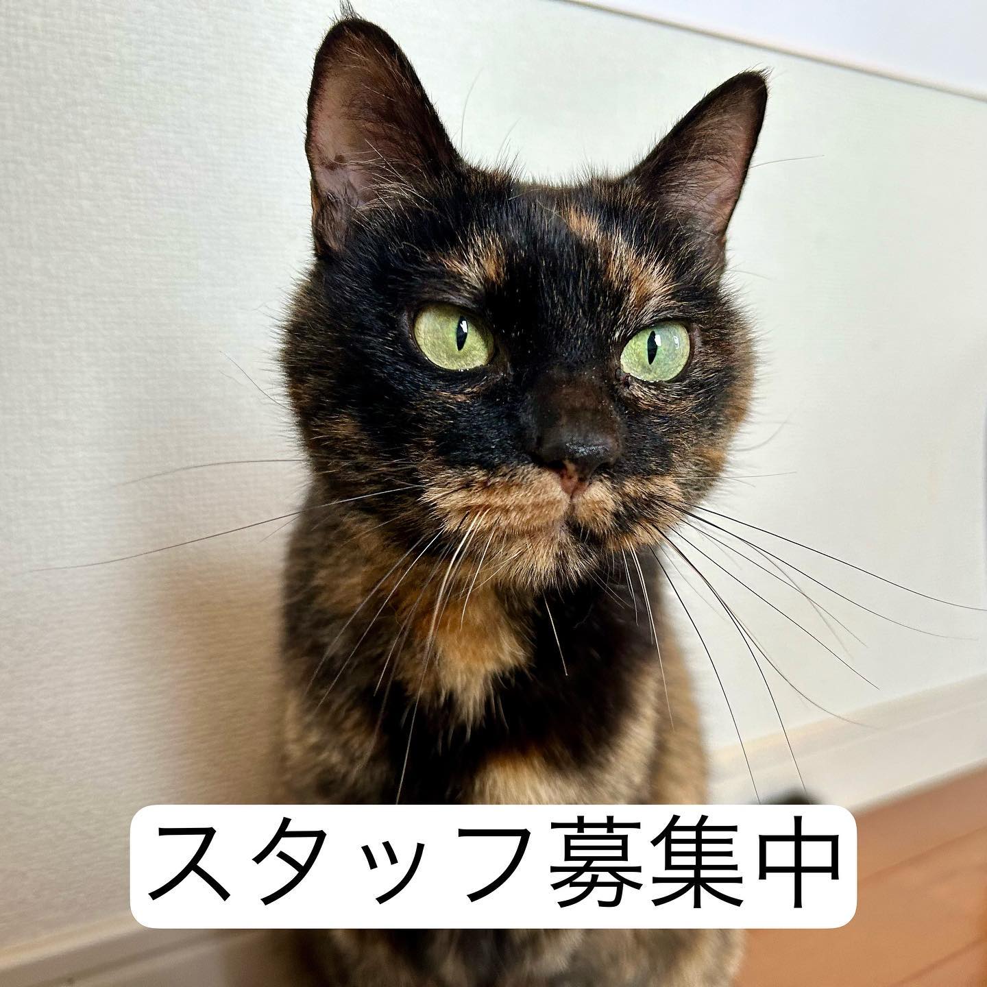 コロナでご依頼件数が減ったりしてここ数年は一人で運営をして来ましたが、昨年から以前の忙しさが戻り人手が足らなくなりました。より多くのお客様にサービスを提供して喜んでいただけるよう、一緒にお仕事をして下さる方を募集することにしました。HPに募集のページを作成中ですが、まだもう少し時間が掛かりですので先行してこちらから。全てのねこさんを愛せる方で、ご興味がおありの方がいらっしゃいましたらお電話もしくはHPのフォームからお問い合わせください。平日だけや休日だけなど、1日1時間だけなどでもOKです。ガッツリ働ける方、年末年始やGW、お盆期間に働ける方、大歓迎です。愛情を持って動物のお世話が出来る方、責任感がある方、飼い主様ともしっかりコミュニケーションが取れる方を募集しています。【仕事内容】ご自宅からお客様宅に訪問し、飼い主様に代わってねこさんのお世話をさせていただくお仕事です。お食事のご用意、おトイレの片付け、遊びのお相手、ブラッシング、お客様へのご報告が主な内容となります。※現在、ワンちゃんのシッティングはお休みしており、ねこさんのみとなります。【必須】・文京区在住の女性の方・ねこさんの飼育経験がある方（5年以上）・ご自身で独立開業する予定がなく、長期で働ける方【報酬】・1件1時間1,500円〜2,100円（能力により変動、研修期間あり）・繁忙期（年末年始、GW、お盆）の手当あり【勤務地】文京区、及びその周辺【契約形態】業務委託#ペットシッター #ペットシッター求人#キャットシッター #キャットシッター求人
