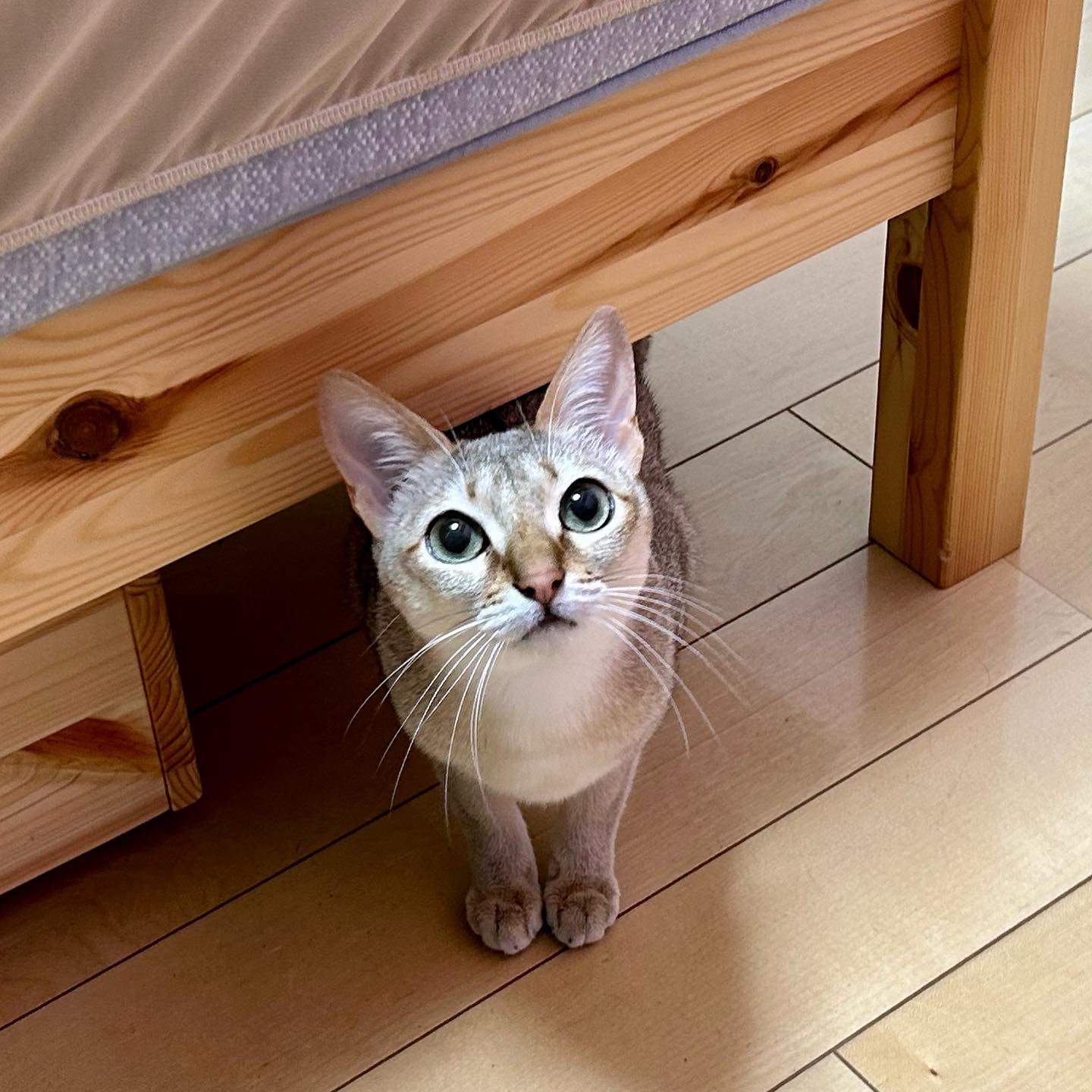 お久しぶりのナノちゃん初日はびっくりして、ずっと隠れんぼだったけど、2日目は頑張って出て来てくれたー1枚目は、「アレ？もしかして前に来てくれてたシッターさん？」のナノちゃん。やっと出て来てくれたと思ったら、こんな可愛いお顔ってキュンキュンが止まらん！でした。