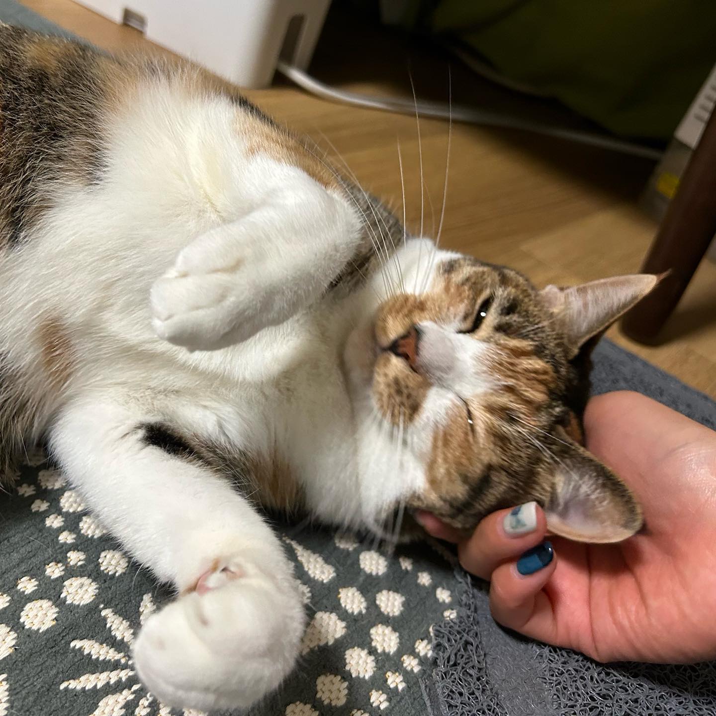 うにちゃん今回もそれはそれは楽しそうに遊び、ナデナデもブラッシングも喜んでくれていました?