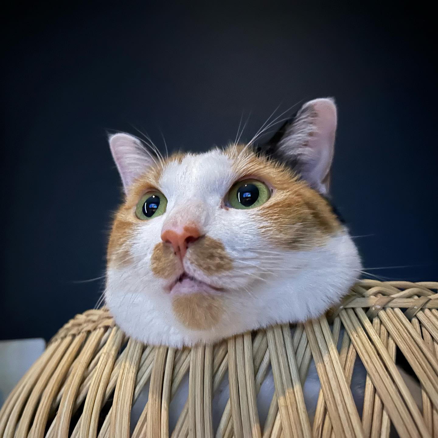 アオちゃん、ベッドの使い方が変。「離婚しようよ」に夢中になっている猫。