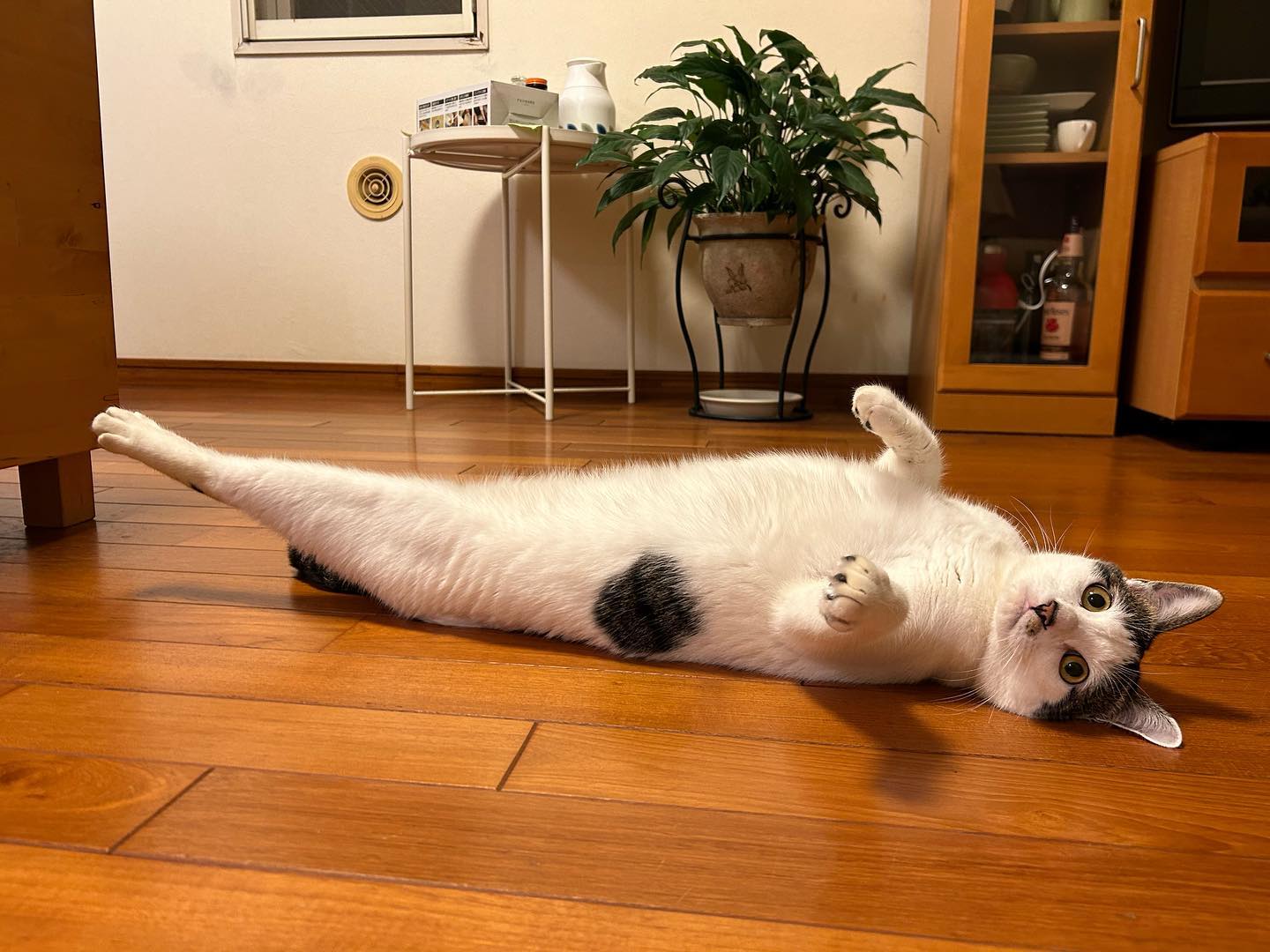 こちびちゃん初めてのご利用でした！お打ち合わせの時に「怖がりだからずっと隠れんぼかも…」と伺っていましたが、初日から私の傍に来てくれました?じーっと私の観察を続け、3日目にやっとナデナデのお許しが出ましたー?心を開いてくれると、お喋りをたっぷりしてお話ししたい事が沢山あるようでした。初めてのお留守番、本当によく頑張ったね！