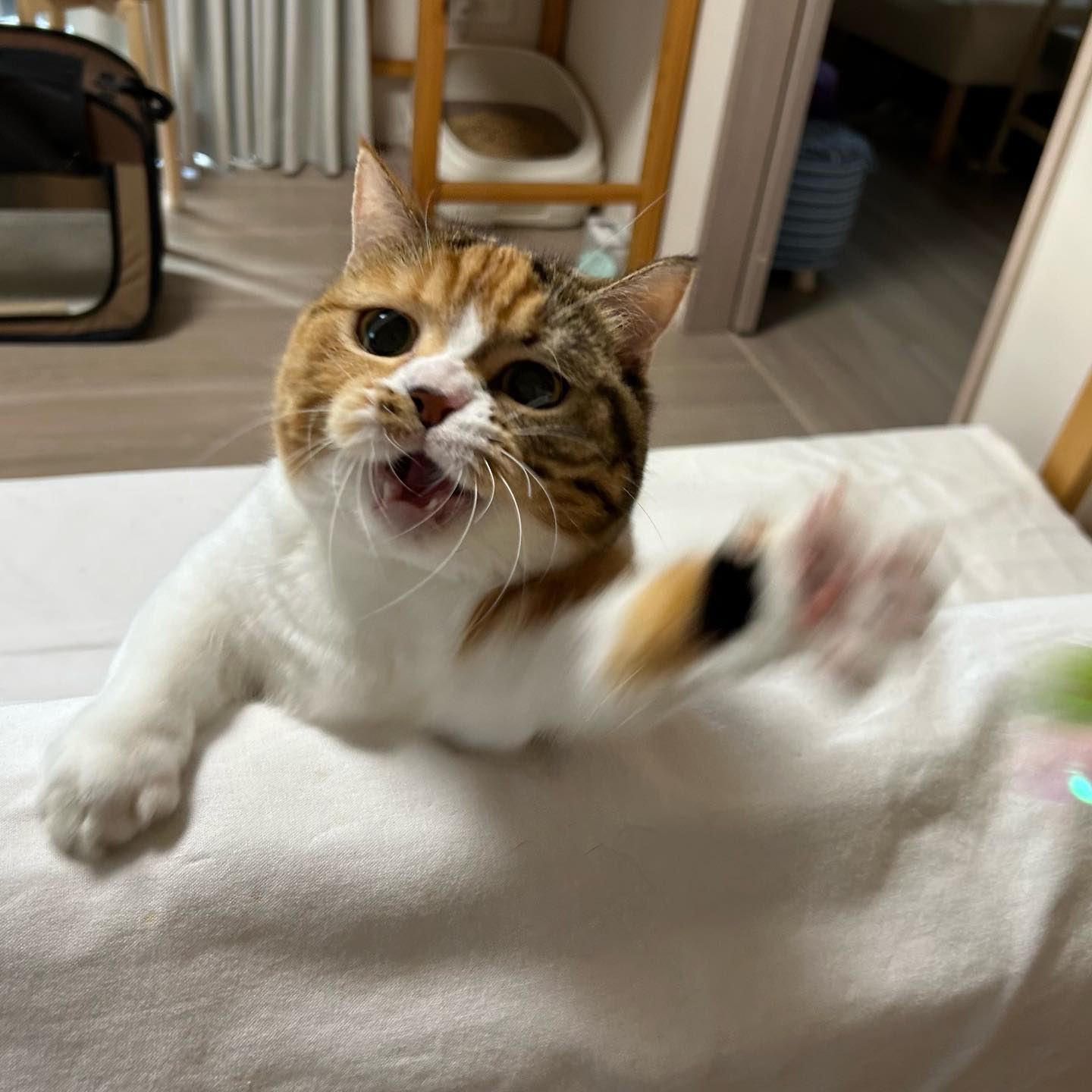 はるくん?‍ひなとくん?‍ふぅちゃん?みーんな遊ぶのが大好き！ペッツルートのカシャカシャシリーズにハズレなし?激しく遊ぶから、ほぼ使い捨て?