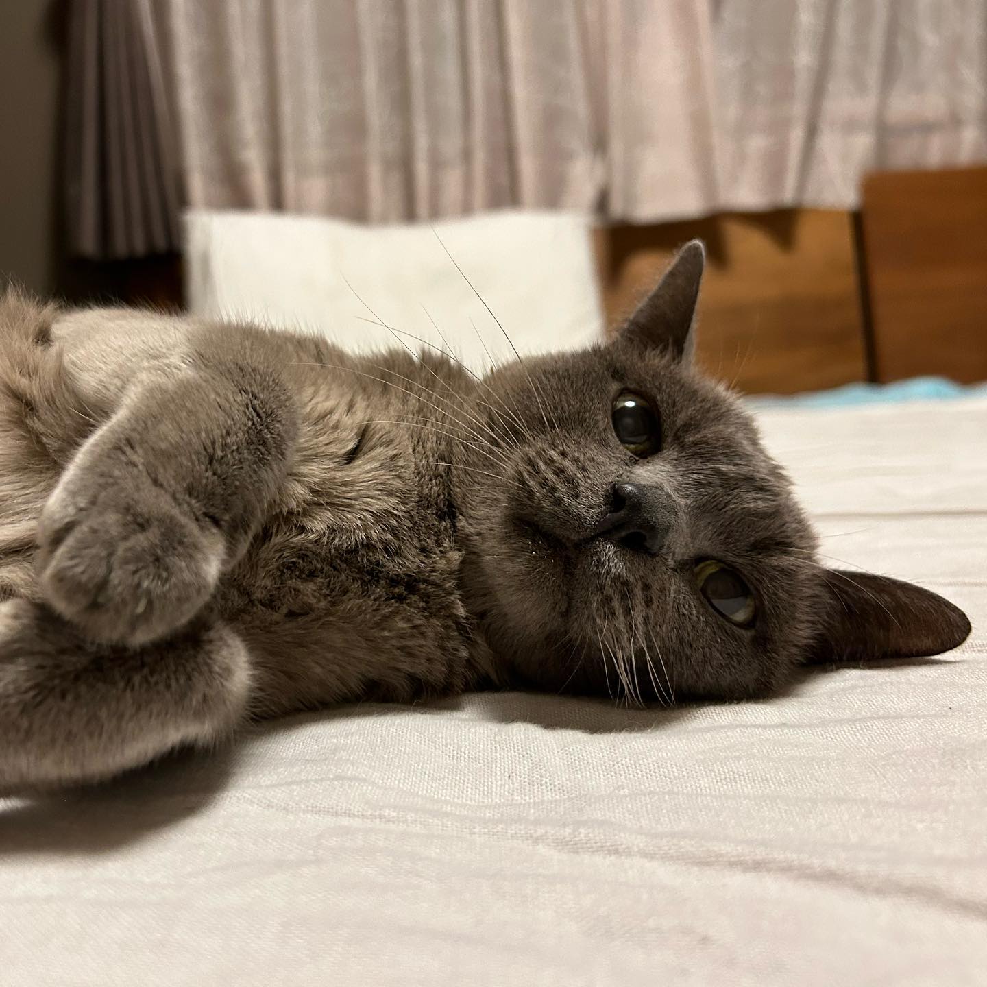 そらちゃん?‍めるちゃん?おじいちゃんになって、穏やかにのんびりと過ごすことが多くなったそらちゃん。よく食べてくれるし、いつも毛艶が良い。そらちゃんの達観したような落ち着いた雰囲気が大好き?めるちゃんは、とにかく元気?