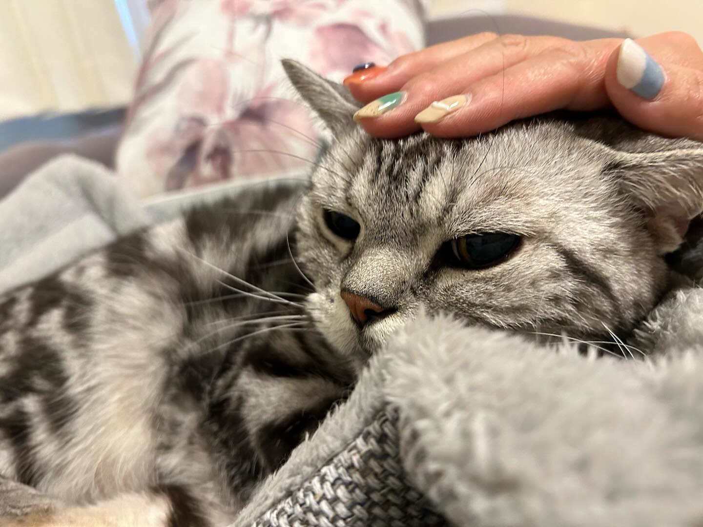 パンクちゃん16歳のおじいちゃま猫さんねこって、歳を取ると何でこんなに可愛いんだろう?