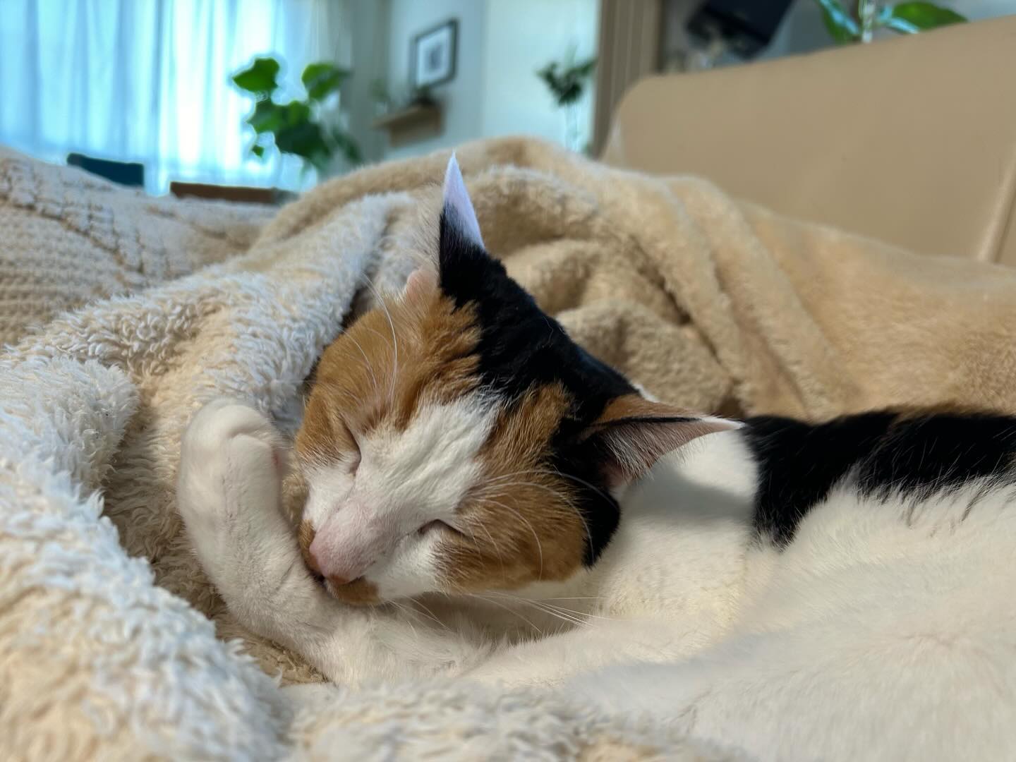 私が在宅で仕事をしている時、横でちゃんと応援してくれている可愛いアオちゃん?
