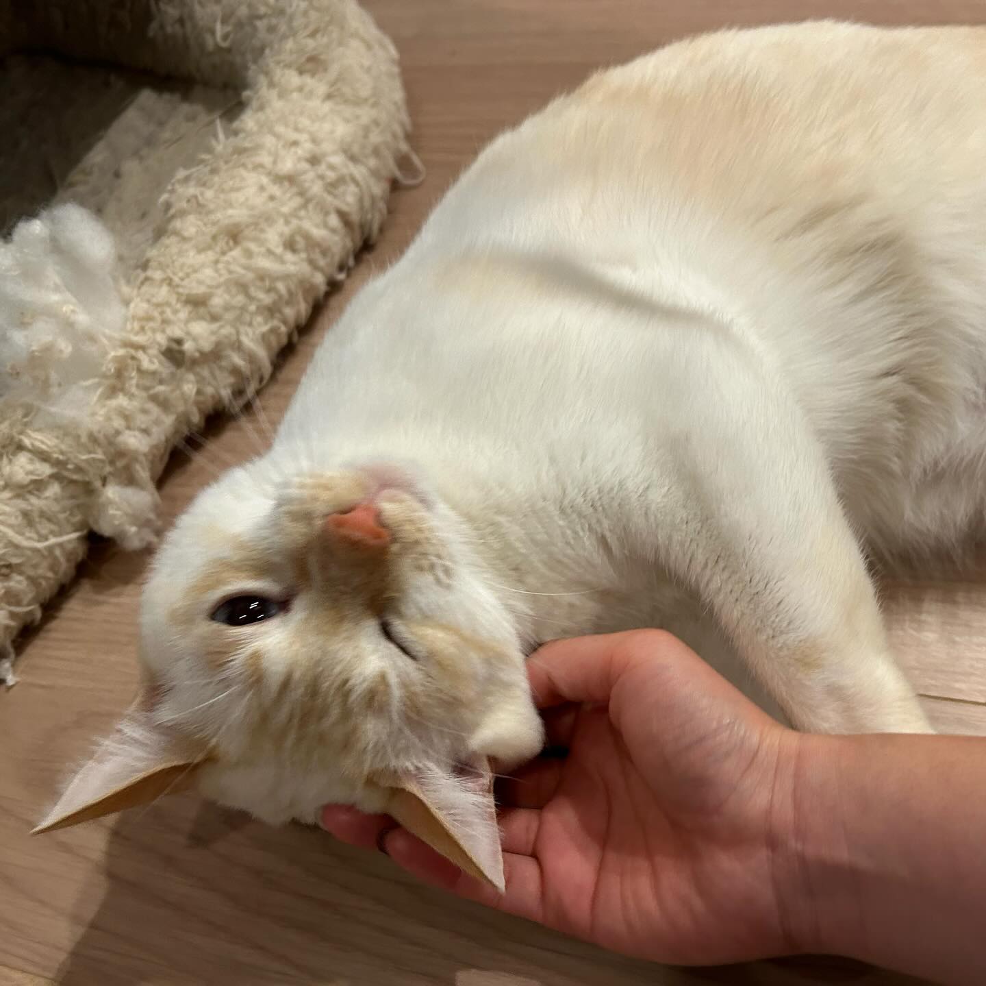チューイーちゃんファルちゃん見分けが付かないほどそっくりな2人‍♂️ファルちゃんはお鼻のそばかすがチャームポイント?洗濯機の下に隠れちゃうほど怖がりさんだったけど、最後の日は喉を鳴らして甘えてくれました?チューイーちゃんは、シッティング開始5分後には私にくっついて甘えていました?一緒に生まれ育った兄弟でも、こんなに違うんだなと！やっぱりねこさん、面白い