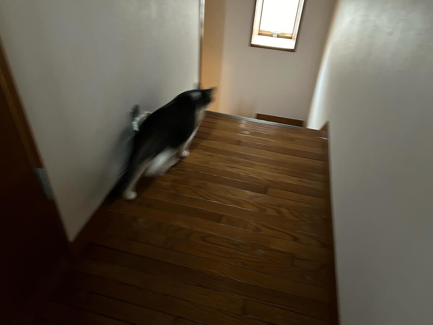 ふーたくん、怖くて逃げ去ろうとした瞬間に名前を呼ばれ、思わず立ち止まってしまう可愛い子?