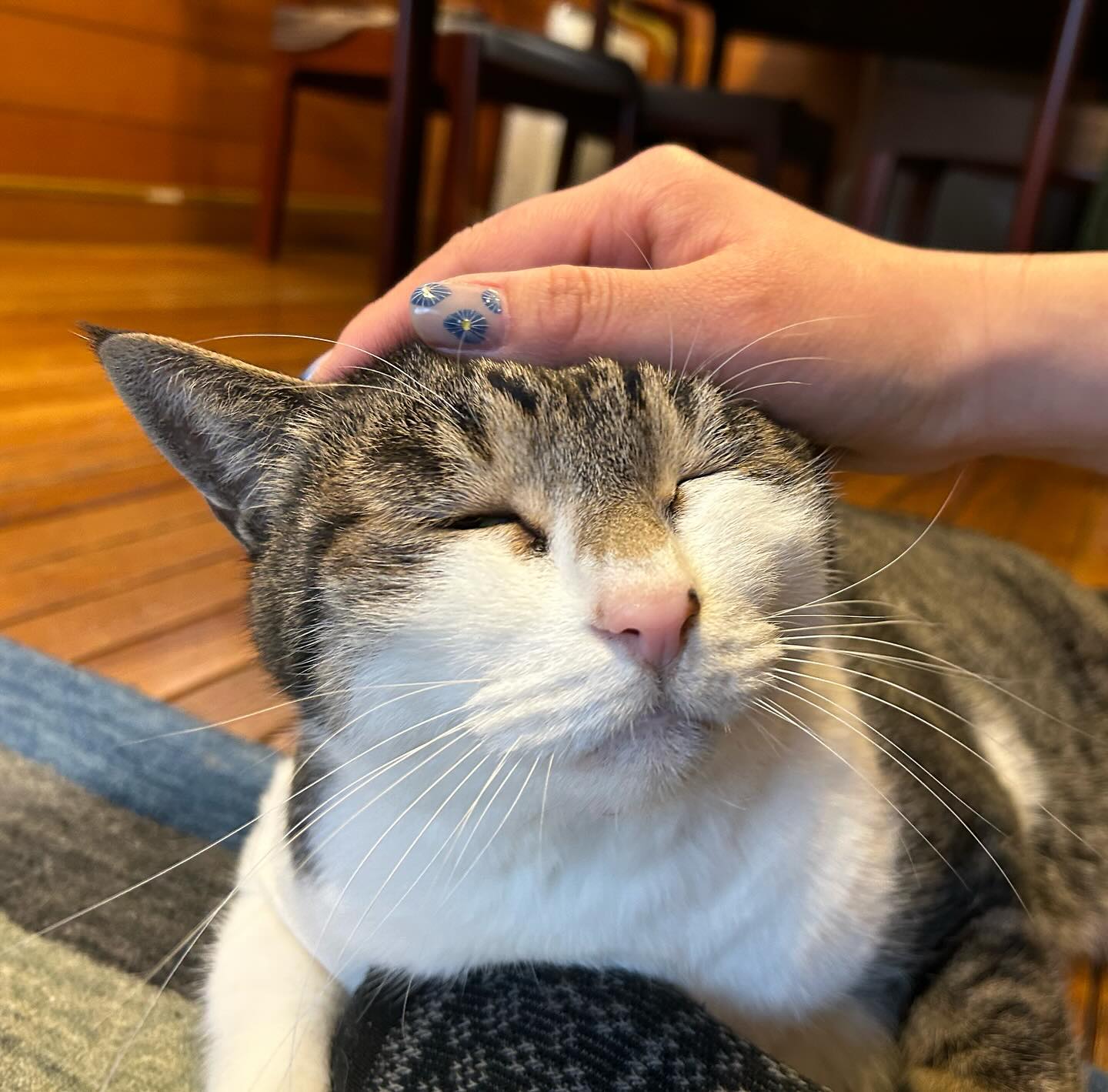 初めてのご利用のふーたくん＆ココちゃんご家族の足音じゃないと気が付いて、ふーたんくんは大慌てで避難しちゃうくらいに驚いていましたが、直ぐに仲良くなれました?その日のうちにゴロンを見せてくれ、喉はグルグルです！ココちゃんは初日は引きこもりでしたが、翌日は私のそばを歩けるくらいまで気を許してくれていました。ふーたくん、ココちゃん、信頼してくれてありがとう?