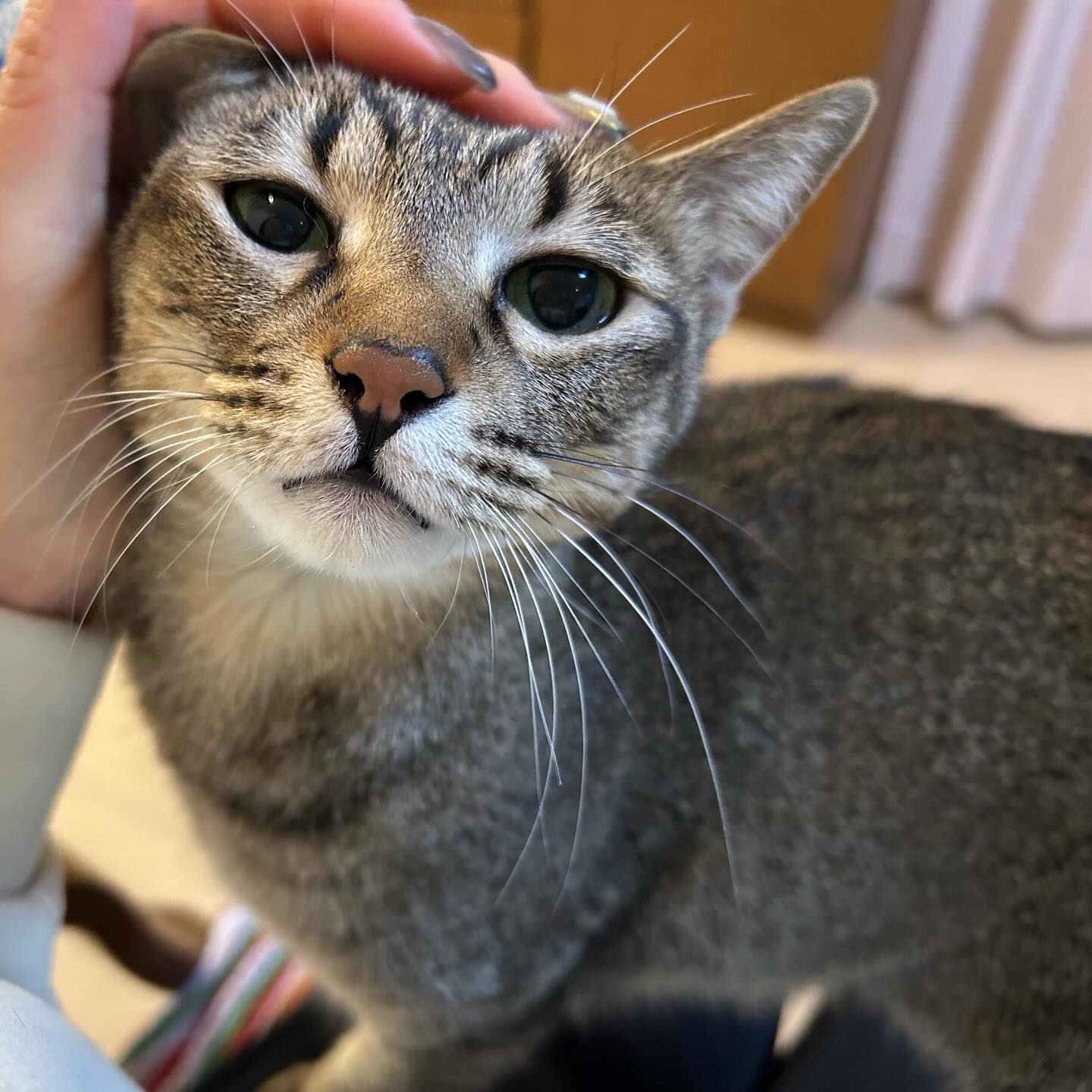 麦ちゃんぽてとちゃん以前は「シッターさん来たの〜」くらいの甘え方だったのに、シッターの争奪戦が始まる勢いでお留守番中ずっと甘えてくれた?私はねこさんの爪切りが得意ではないけれど、スタッフの後藤が2匹分20本の爪を魔法を掛けるように切ってくれたお悩みだった爪切りがお家で出来て、飼い主さまはとても喜んで下さいました良いスタッフが入ってくれて、本当にありがたや?