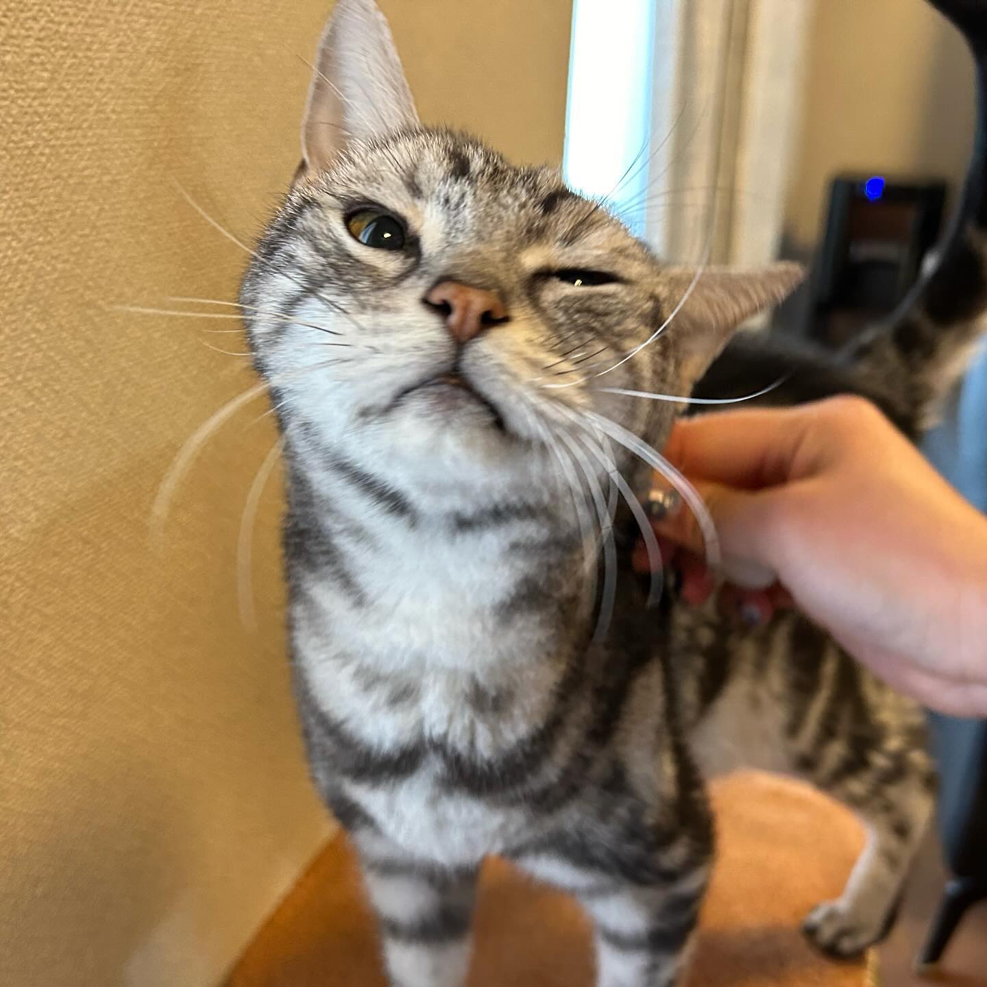 ケージくんルナちゃんヤッチちゃん今回もとってもお留守番上手さんでした〜！やっぱり多頭飼いだとそれほど寂しがらない?‍♀️たまに出て来ない時があったルナちゃんだけど、最近は100%出て来てブラッシングにうっとりして帰って行く笑少しずつだけどやっぱり心の距離は縮まっていて、それを感じる度に「ありがとう」って心から思う️
