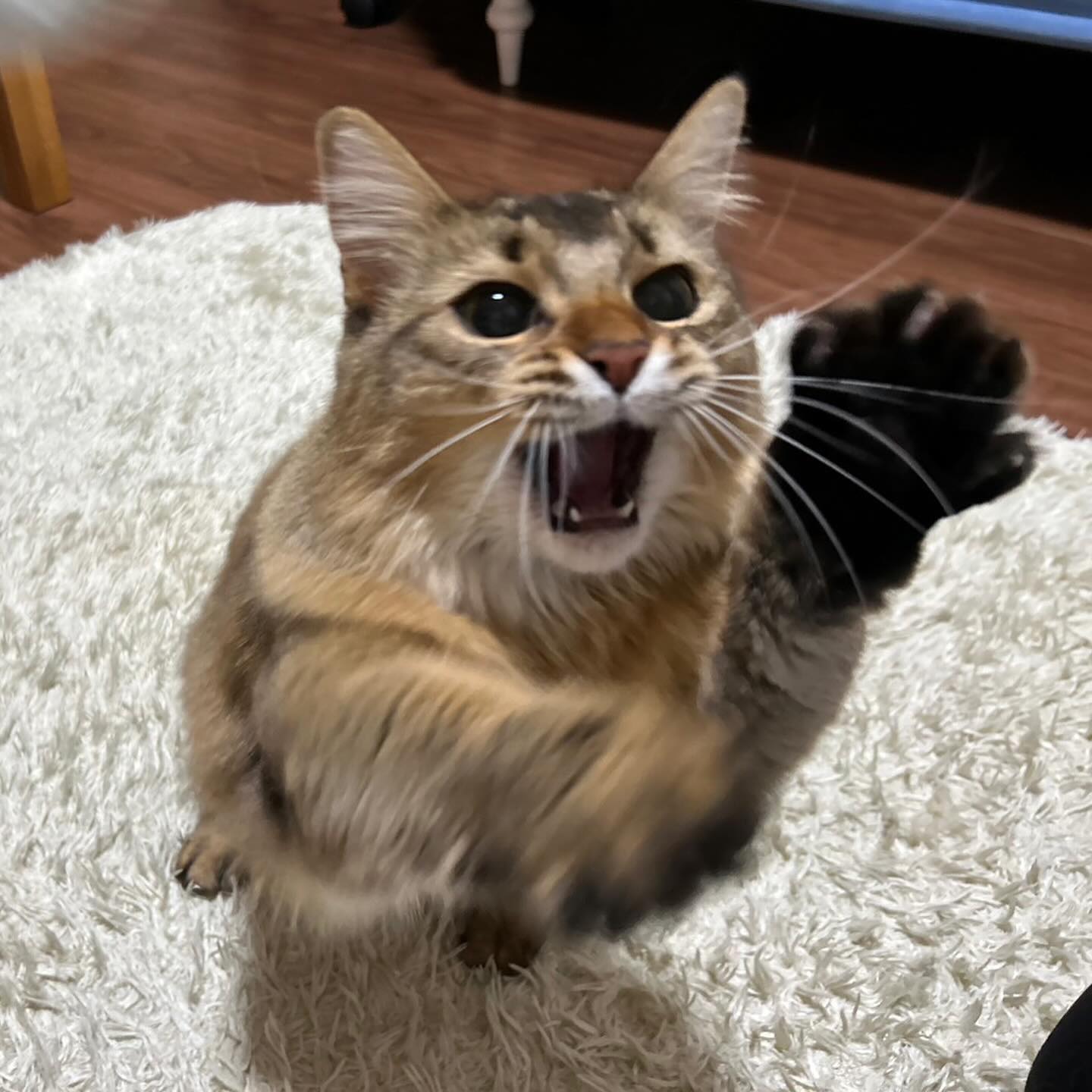 ヒナちゃんチロちゃん私の顔を見たらすぐに「ごはんごはーん！」で、食べ終わったら遊んで欲しくてソワソワ?非常に分かりやすい、可愛いにゃんこ様たち?‍♀️