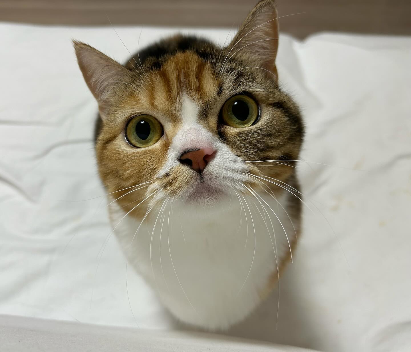 ふぅちゃん今日もかわいすぎる?‍♀️ちなみに、この可愛いお目目が見つめているのは私ではなく、じゃらしです?