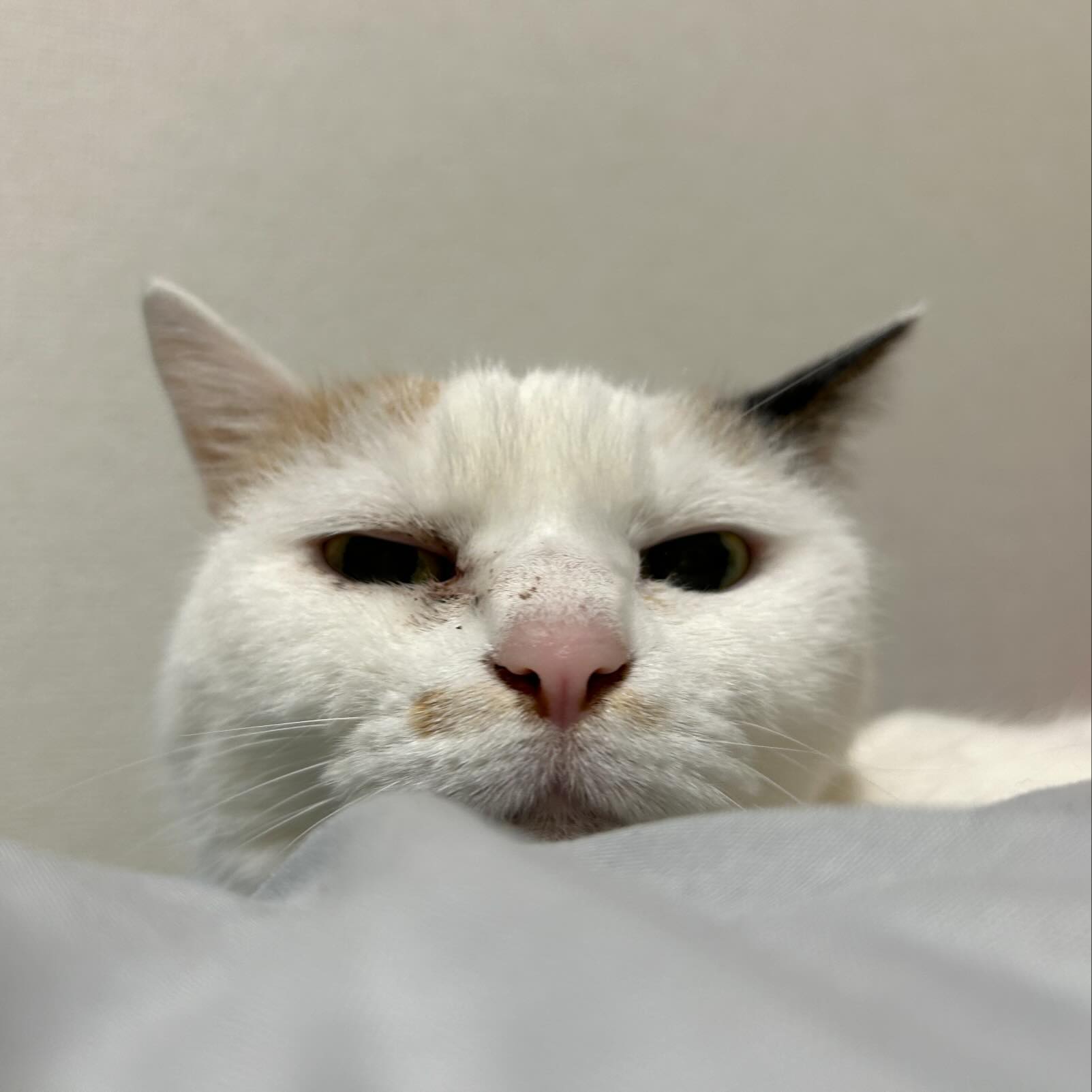 ぷぅちゃんこの貫禄はシニアねこさんにしか出せない️「あら来たの？お食事の用意が済んだのなら、そこで静かにしていなさい」とのことでした仰せの通り、静かに侍らせていただきました?ねこさんのご要望をしっかりと察知し、その子に合ったお世話をさせていただいています️