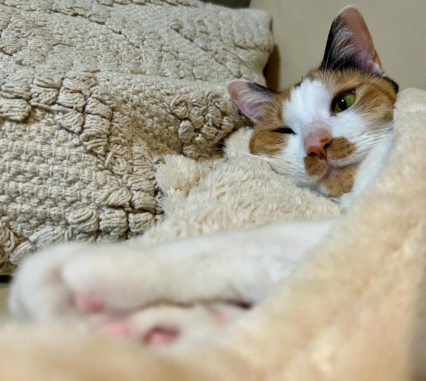 自宅でねことのんびりの午後、サイコーすぎ。そしてアオちゃん、可愛すぎ。うに、途中から抜け駆けして寝室でガチ寝。