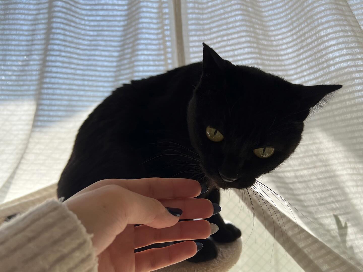 てんちゃん今回も楽しそうに遊んで、お留守番を頑張ってくれました?‍後藤が担当になってから2回目のお留守番ですが、やっぱり1回目の時よりも断然仲良くしてくれています。距離感だったり、歓迎してくれている様子だったり。てんちゃん、受け入れてくれてありがとう?