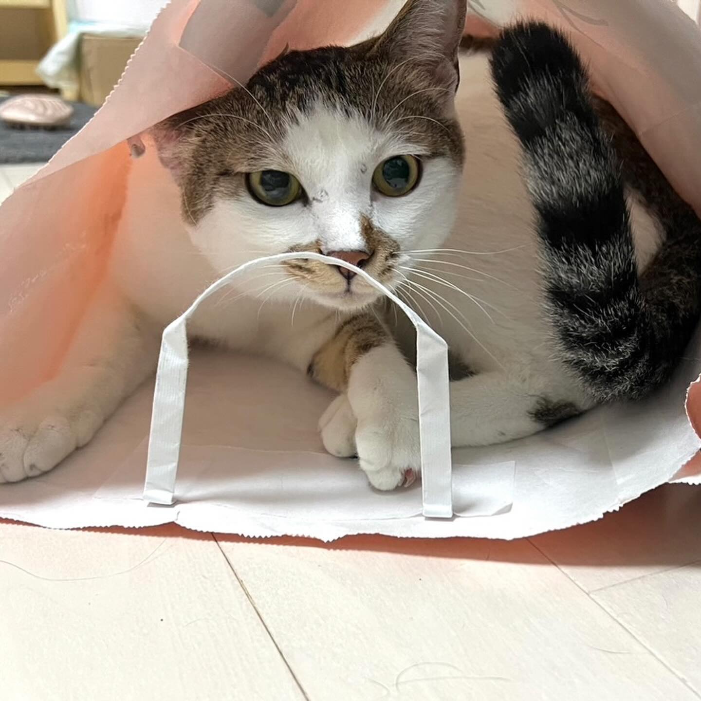 スタッフの後藤のおうちの可愛い子ちゃんたち?ガーちゃん?マヨちゃん?‍男の子のねこさんと暮らしているから？?普通じゃないくらい、男の子のねこさんにモテる後藤シッター‍♀️