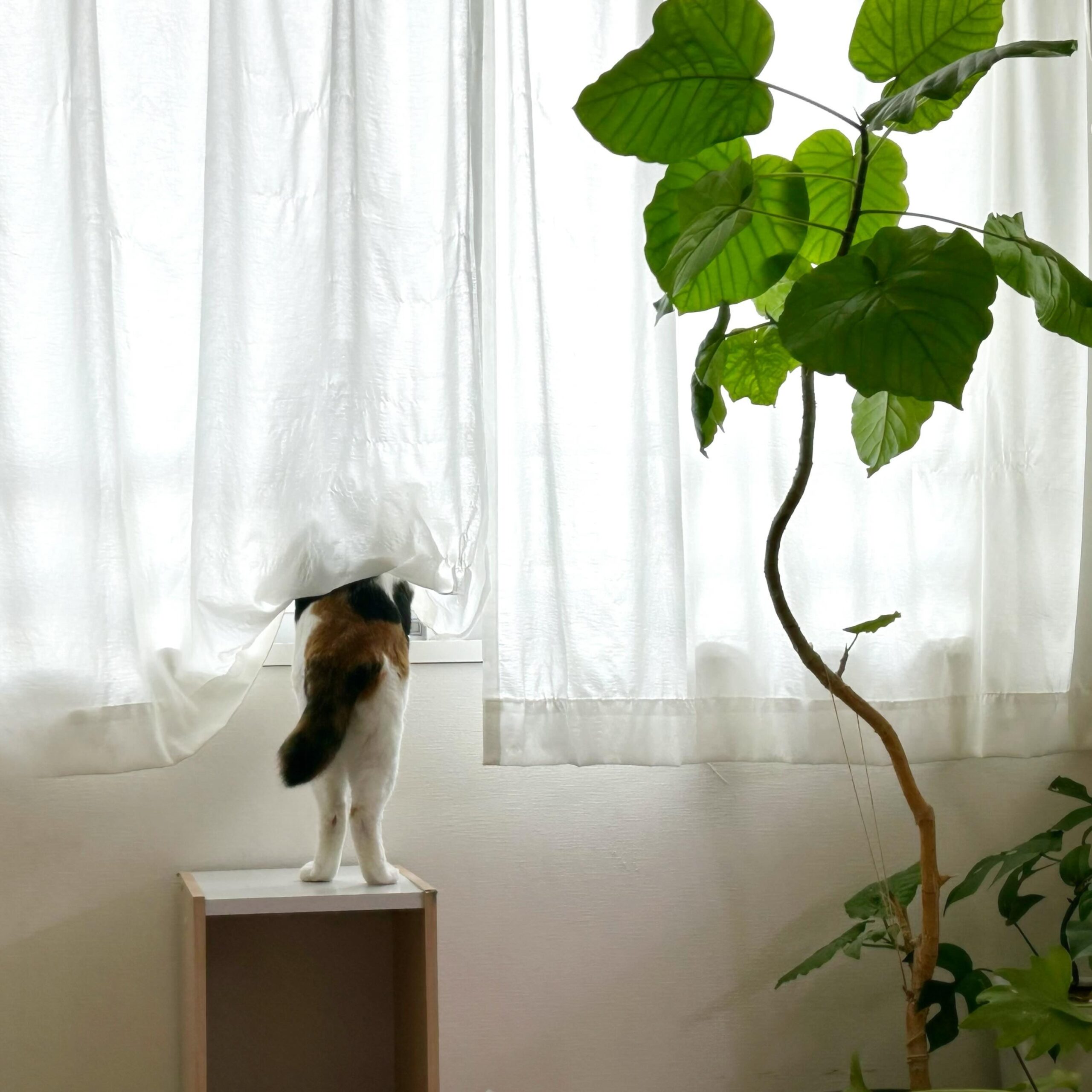 お隣のマンションに鳩が来たらしい愛猫がにゃるそっくをする為だけに置かれている、いつまで経っても捨てられないカラーボックス?