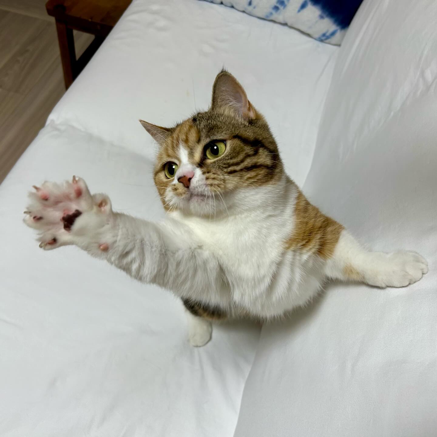 ふぅちゃんは?いつも全力のパーいつまでも子猫ちゃんのふぅちゃん?‍♀️