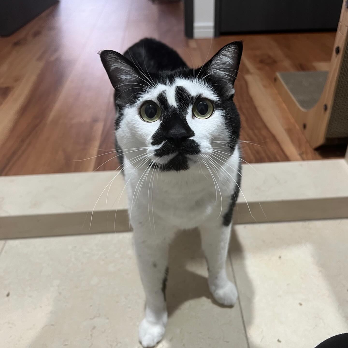 カブちゃん担当シッターが変わって驚いちゃったみたいだけど、一緒にお部屋に移ったら爆音ゴロゴロで、ナデナデ大歓迎でした?ブラッシングもたっぷりしてもらってご満悦ねこさんと仲良くなる為には第一印象がとても大切なので、「はじめまして」のねこさんの場合は、特に丁寧に入室許可をいただいています