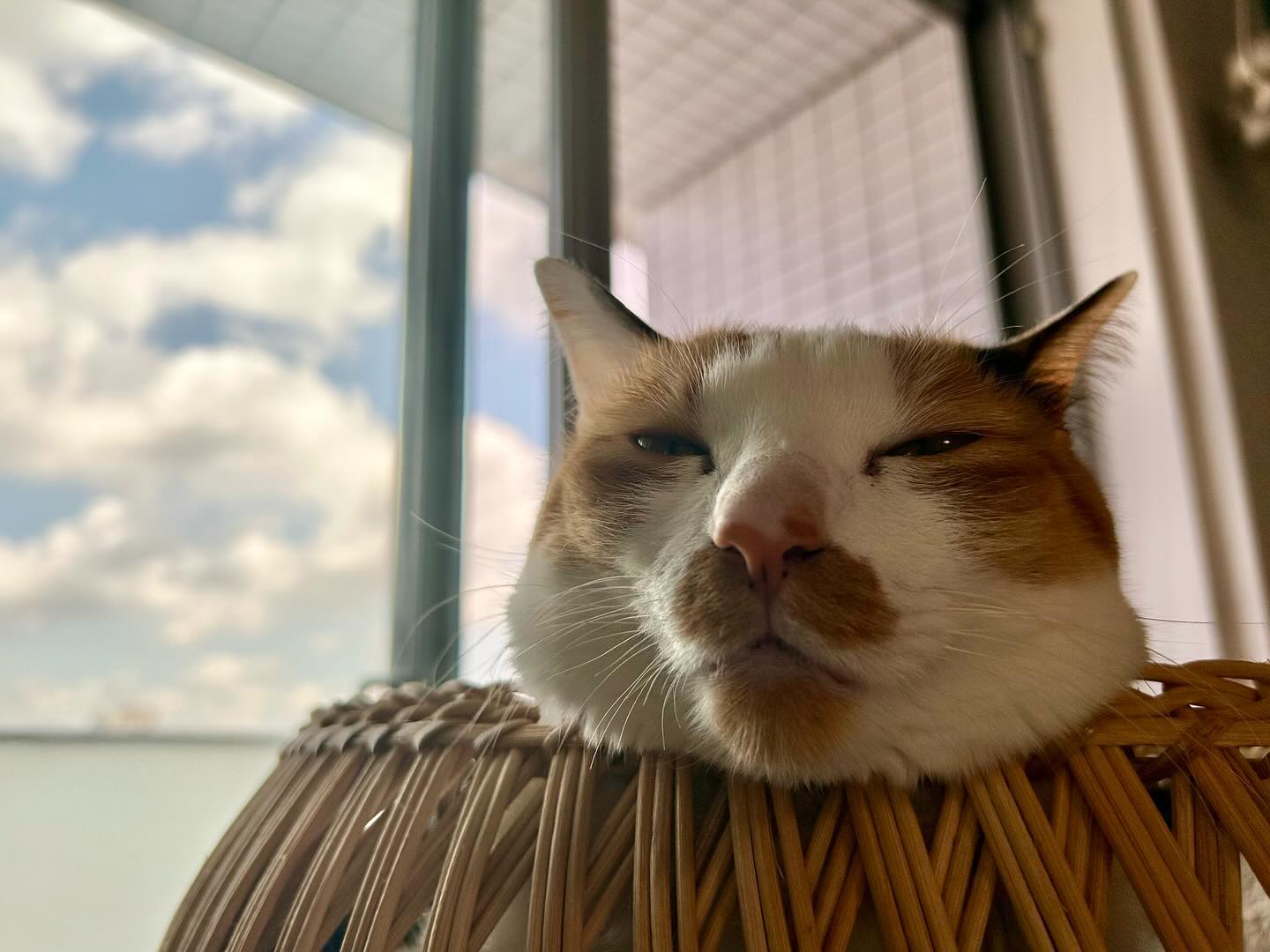 我が家のアオちゃんいつも晒し首スタイル