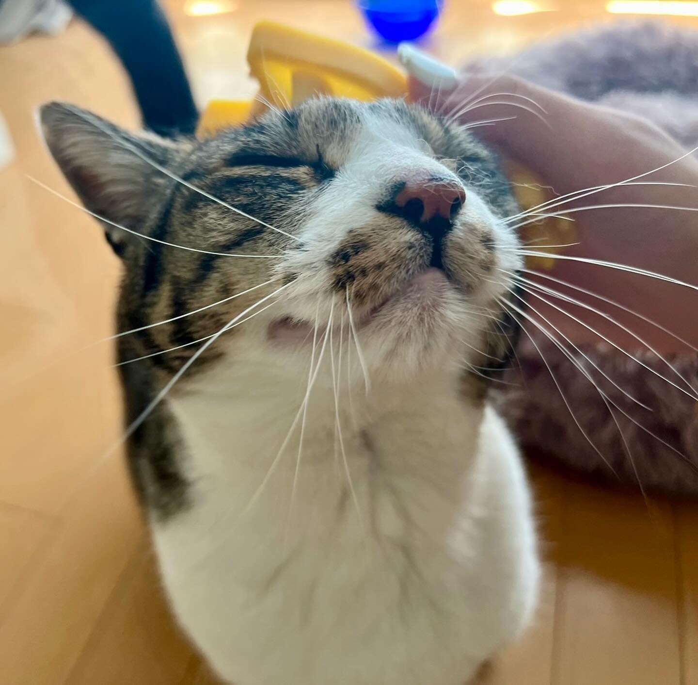 レオくん今回もたーっぷりと甘えてくれ、一緒に楽しい時間を過ごさせていただきました?以前は、満足するとトコトコとお風呂場なんかに行って、一人の時間も楽しんでいるようだったけど、今回はずっとそばで爆音ゴロゴロそして可愛いフミフミシニアになると甘え方が変わったり、色々と変化があって楽しい