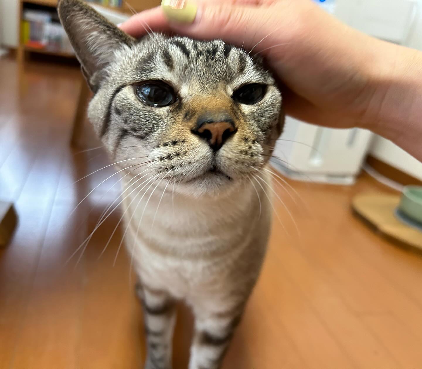 天天ちゃん今回も寂しがらずにお留守番を頑張ってくれましたシッターさんが来たら「お留守番が始まるよの合図」。オネンネして待っていたらご家族が「頑張ったねー！」って言いながら帰って来てくれるということを、ちゃーんと理解している?だから、いつも少しも不安そうにしていないねこさんとシッターの信頼関係、飼い主さまとシッターの信頼関係、どちらも同じように大切。ねこさんにも、飼い主さまにも、お互いに離れている時間を少しでも安心して過ごしていただけるよう、これからも頑張って参ります️！