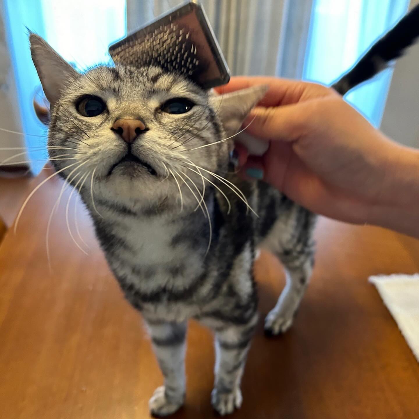 ケージくんルナちゃんヤッチくんとってもお留守番上手な子たちごはん大好き食いしん坊さんなケージくん。ブラッシング大好き?‍女の子らしい性格のルナちゃん。出番が来るまではひたすらハンモックでのんびり?マイペースなヤッチくん。皆んな個性豊か?やっぱり3匹いると賑やかで楽しい️シッティング担当：大谷