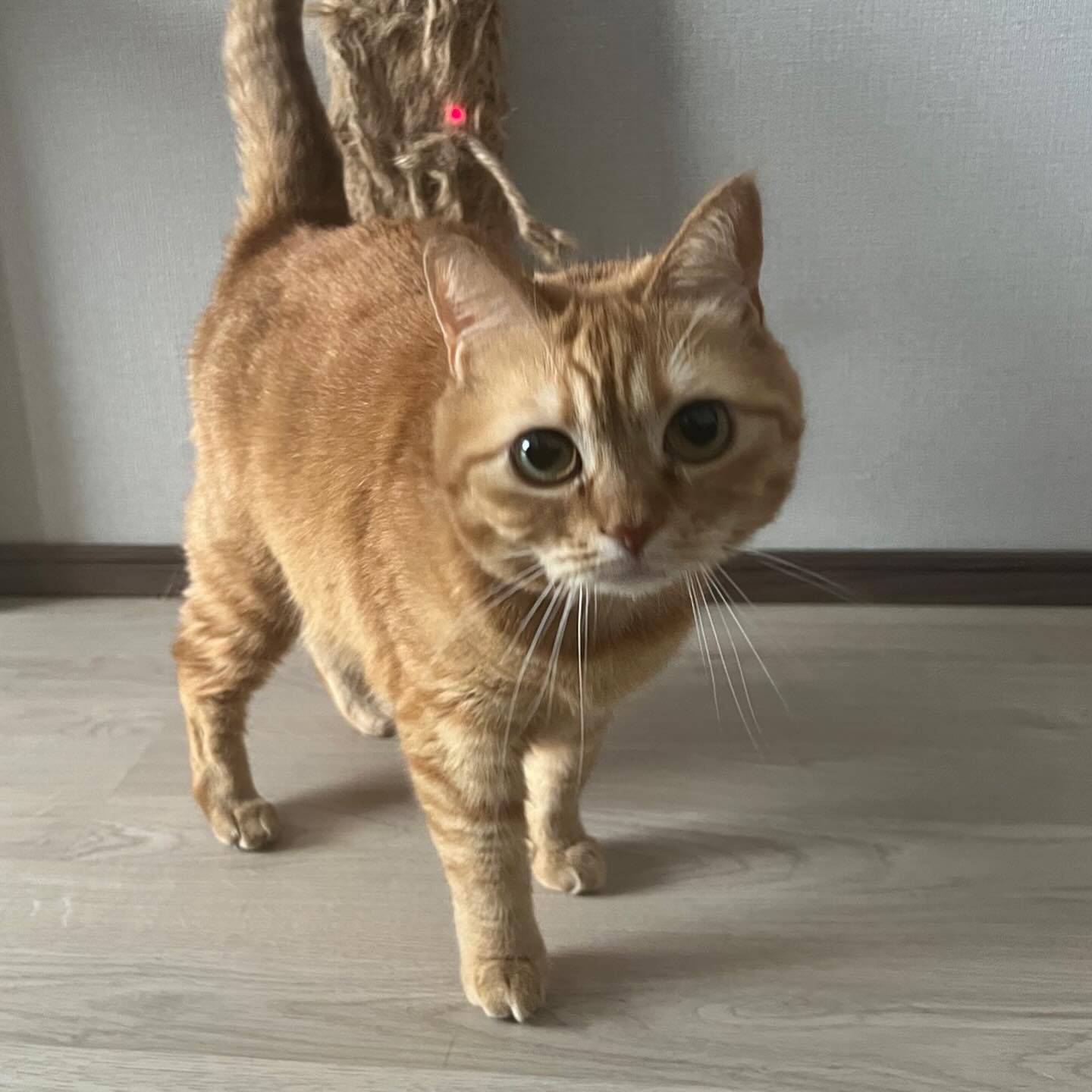 慎重派のすずめちゃん?前回のお留守番で担当が変更になった時、あともう少し！というところで終了となりましたが、今回はおひざの上にお手手を乗せてちゅーるを食べたり、前回よりもずっと距離が近くなりました?「すずめちゃんと仲良くしたいんですよ？」と伝え続け、その気持ちがやっと伝わりましたすずめちゃん、頑張ってくれてありがとう️シッティング担当：大谷&後藤