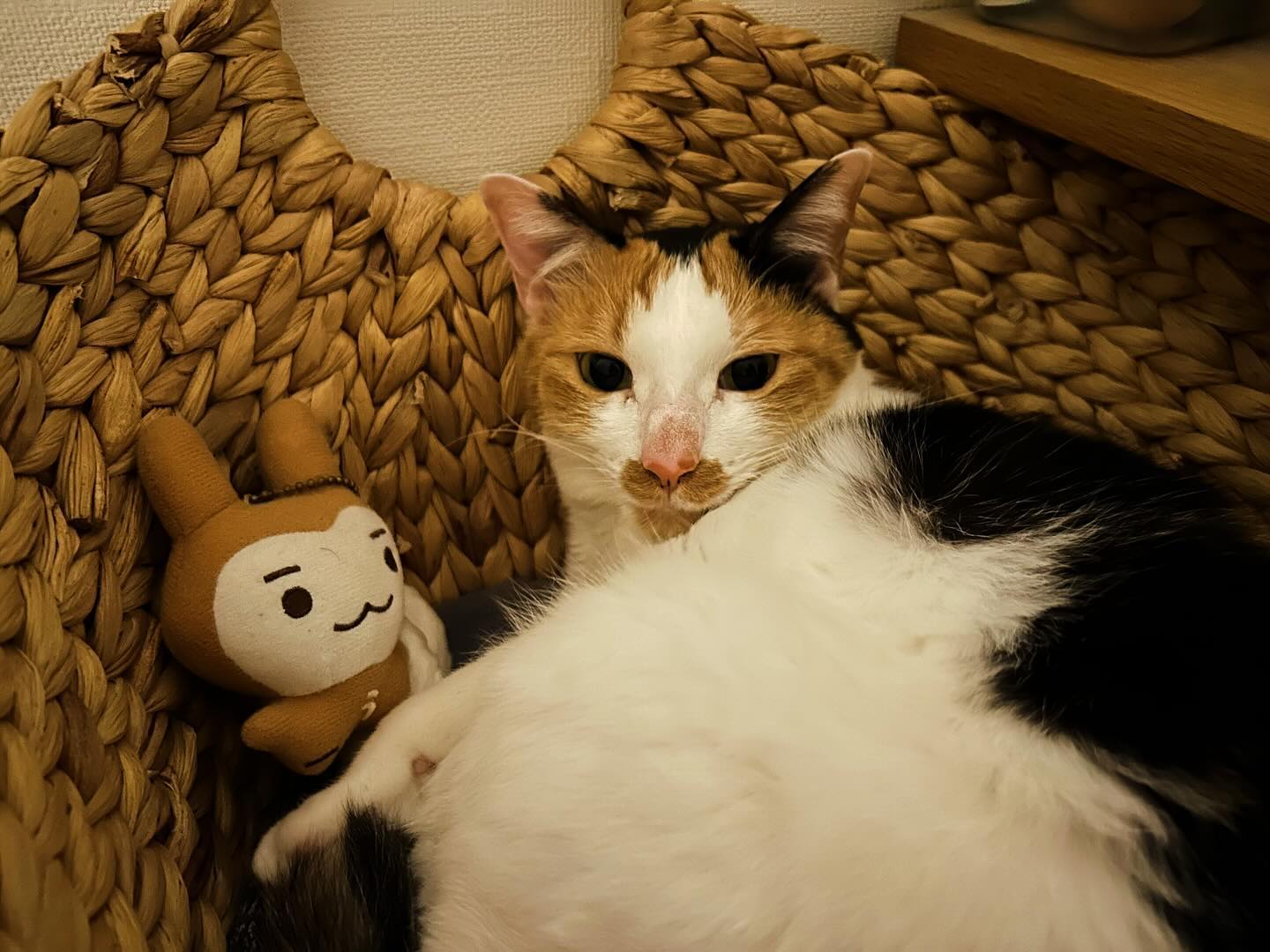 おかしいなー?私のパジャマを入れる専用のバスケットのはずなのに、数日前から猫が占拠してる…しかもぬいぐるみまで持ち込んで、添い寝してる?