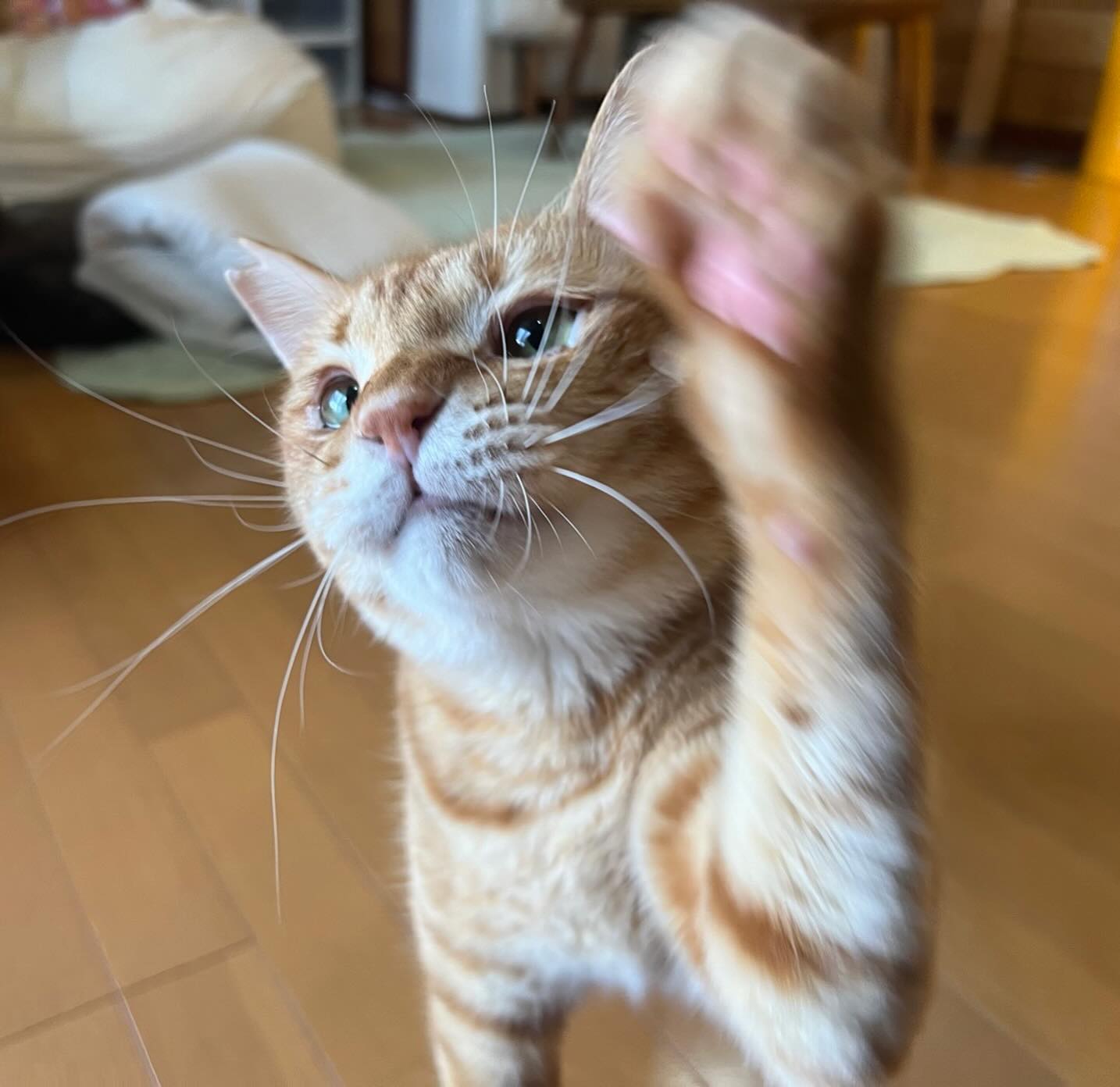 ?ちゃかちゃんごましおちゃん?‍今回が初めてのご利用でした?ごはんを吐いてしまうことが多かったり甘えん坊さんだったりと、心配な要素が多かったのですが、自動給餌器のスケジュールとシッティングのスケジュールがバッチリだったようで一度も吐かずに元気に過ごすことが出来ました「こんなに安心して外泊出来たのは初めて！」と嬉しすぎるお言葉を頂きました今後も更に励んで参ります！ありがとうございます‍♀️‍♀️