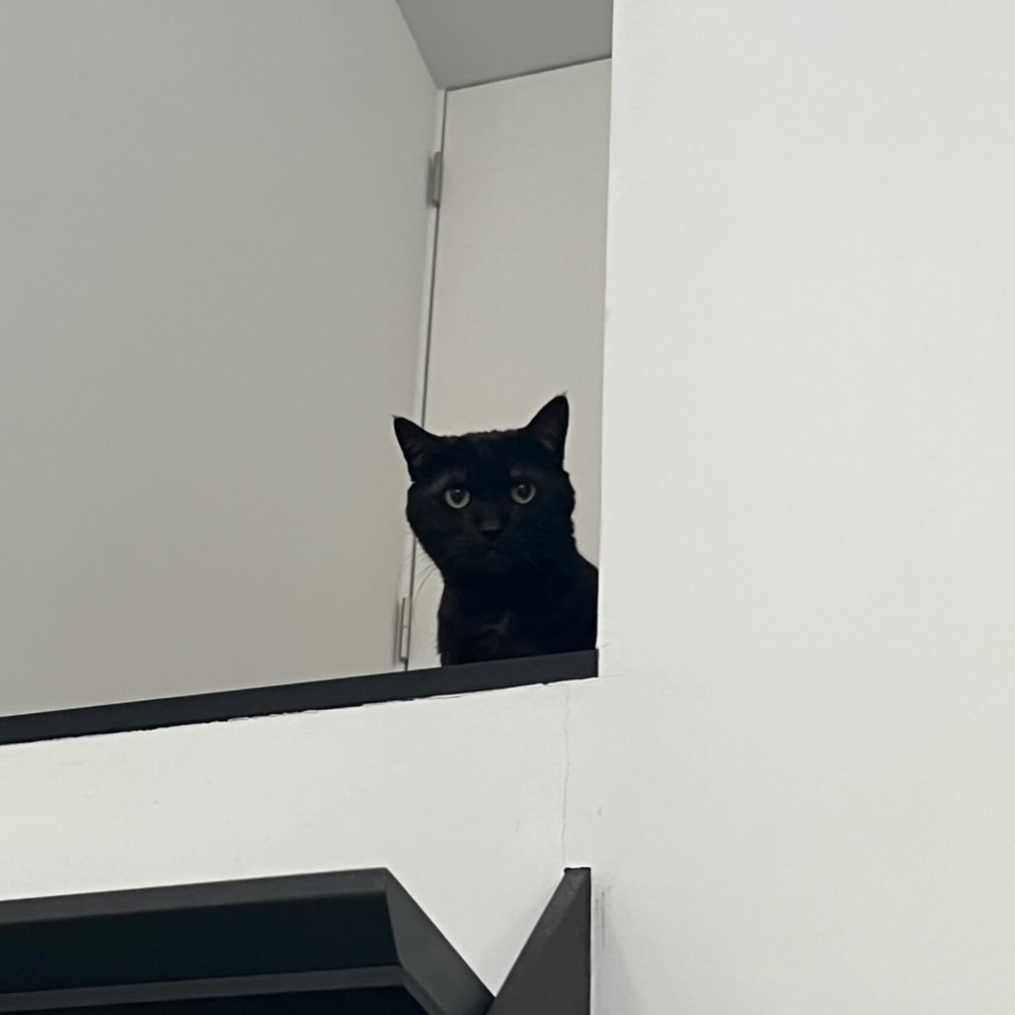 可愛すぎる黒猫にゃーちゃん?‍前回はひたすら隠れんぼだったけど、今回は「ごはん食べに行っても良い？」と階上からシッターを見下ろしていました?にゃーちゃん、ごはん大好きだねとっても良いこと！少しずつにゃーちゃんのペースで仲良くなっていきたいです️シッティング担当：後藤