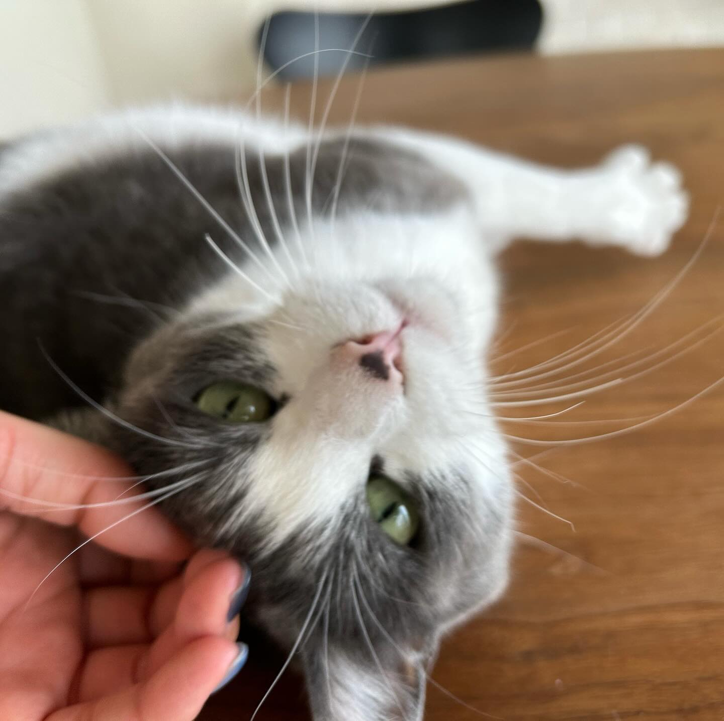 アルちゃん?‍パッチちゃん?‍ハクちゃん?今回は担当を交代しながらのご訪問になってしまいましたが、どの日も皆んな楽しそうに遊んで、シッターに甘えてくれました?数年前に初めてご訪問した時は緊張しちゃってごはんをあまり食べられなかった繊細な子たちですが、すっかりシッター慣れしてお留守番上手になり、シッターと過ごす時間を楽しみにしてくれるようになりました️本当に嬉しい????ねこさんの成長や老化を飼い主さまと共に見守らせていただける、とっても幸せなお仕事だなと最近常々感じています?シッティング担当：後藤&大谷