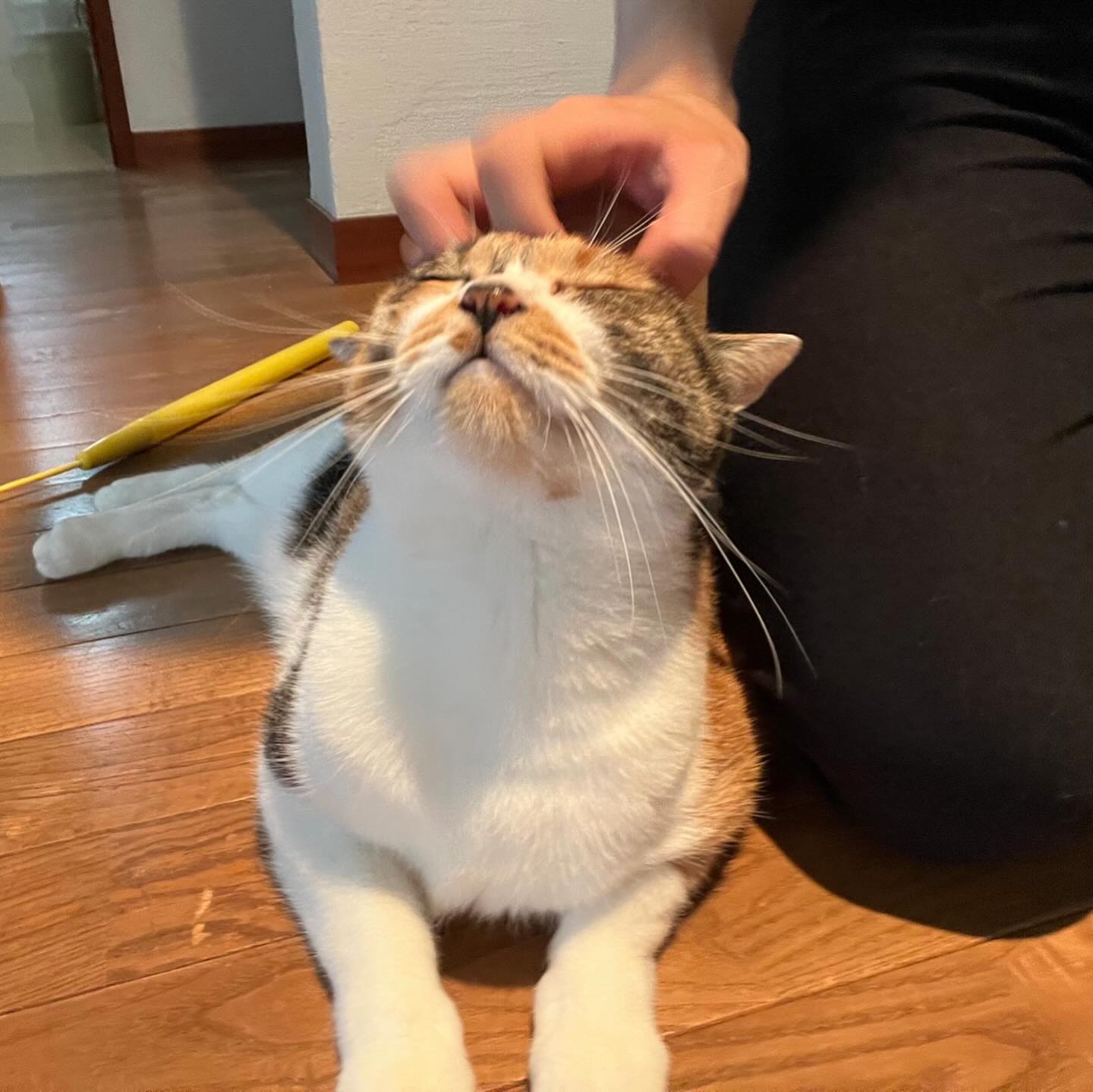 キキちゃん今回もシッターとラブラブしながらお留守番を頑張ってくれました?全然人見知りがなくて、人が大好きなキキちゃんいつもシッターを癒してくれています