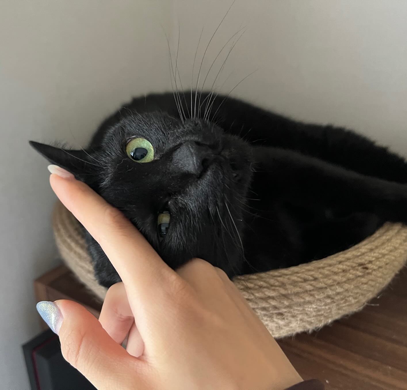 可愛すぎる黒猫?‍あずきちゃん今回が初めてのご利用でした！?以前ご利用になっていたシッターさんは、あずきちゃんに近付くことすら出来なかったそうですが、今回は初日から沢山撫でさせてくれましたシッターとねこさんの相性もあると思うのですが、当店の後藤ほどねこさんに愛されているシッターはいないのではないかと思ってしまうくらい、後藤の愛され力には目を見張るものがあります️あずきちゃん、最終日まで上機嫌に過ごしてくれていました?‍お留守番頑張ってえらかったね?シッティング担当：後藤