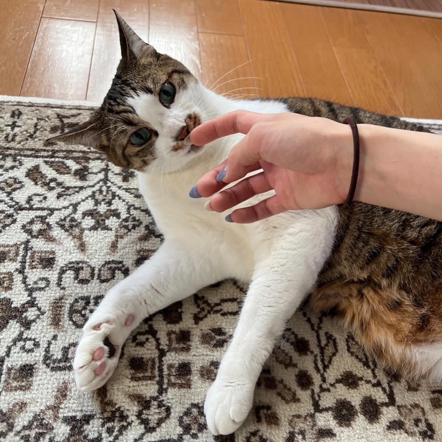 シッターにはなかなか隙を見せないシンバくんお留守番時はほとんどシッターに甘えず、自立したかっこいいタイプのねこさんですが、今回はお出迎え時のゴロンを見せてくれたり、じゃらしで遊んだり、仲良くしてくれました?「きみのことが大好きで、仲良くなりたいんだよ？」という想いが伝わり始めたようですシンバくん、ありがとう?シッティング担当：後藤