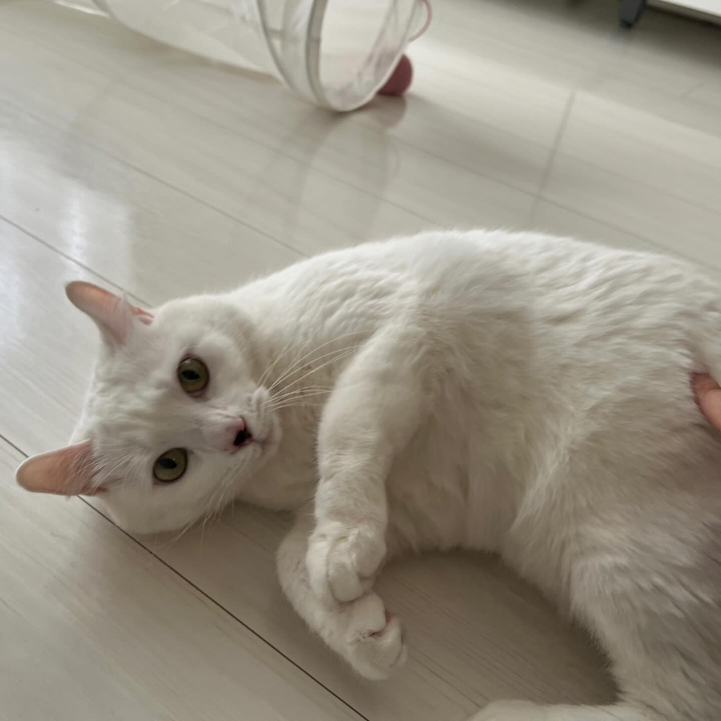 こまるちゃん初日はお布団の中でどうやり過ごそうか思案しているお顔だったけど、2日目はシッターを待ってくれていましたなんて可愛いサプライズ！！たくさんの甘え声でのニャーニャーとリラックスしたゴロンを見せてくれ、こまるちゃんは怖がりさんなのにとってもよく頑張ってくれました?ありがとう?こまるちゃんシッティング担当：後藤