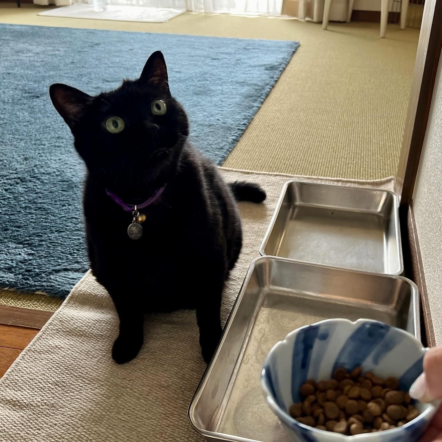 ナラちゃん気付けば、既に13年のお付き合いです?‍子猫ちゃんの時からごはんが大好きだったけど、今も変わらずごはんが大好き?そしてシッターには塩対応それが、ナラちゃん。そこが可愛い?シッティング担当：後藤