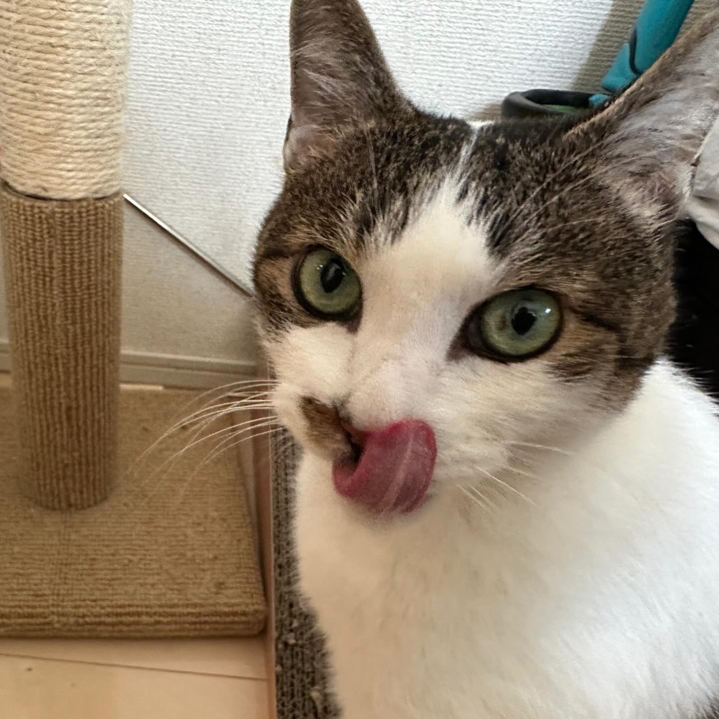 にゃーすくん今回もとってもお留守番上手さんでした?「美味しかったよ！」と、食べ終わったごはんのお皿の中に毎回おもちゃの鈴を入れておいてくれます?こんな可愛いことしてくれる子いる？？にゃーすちゃんの可愛さに、担当シッターの宇山もメロメロでした?シッティング担当：宇山