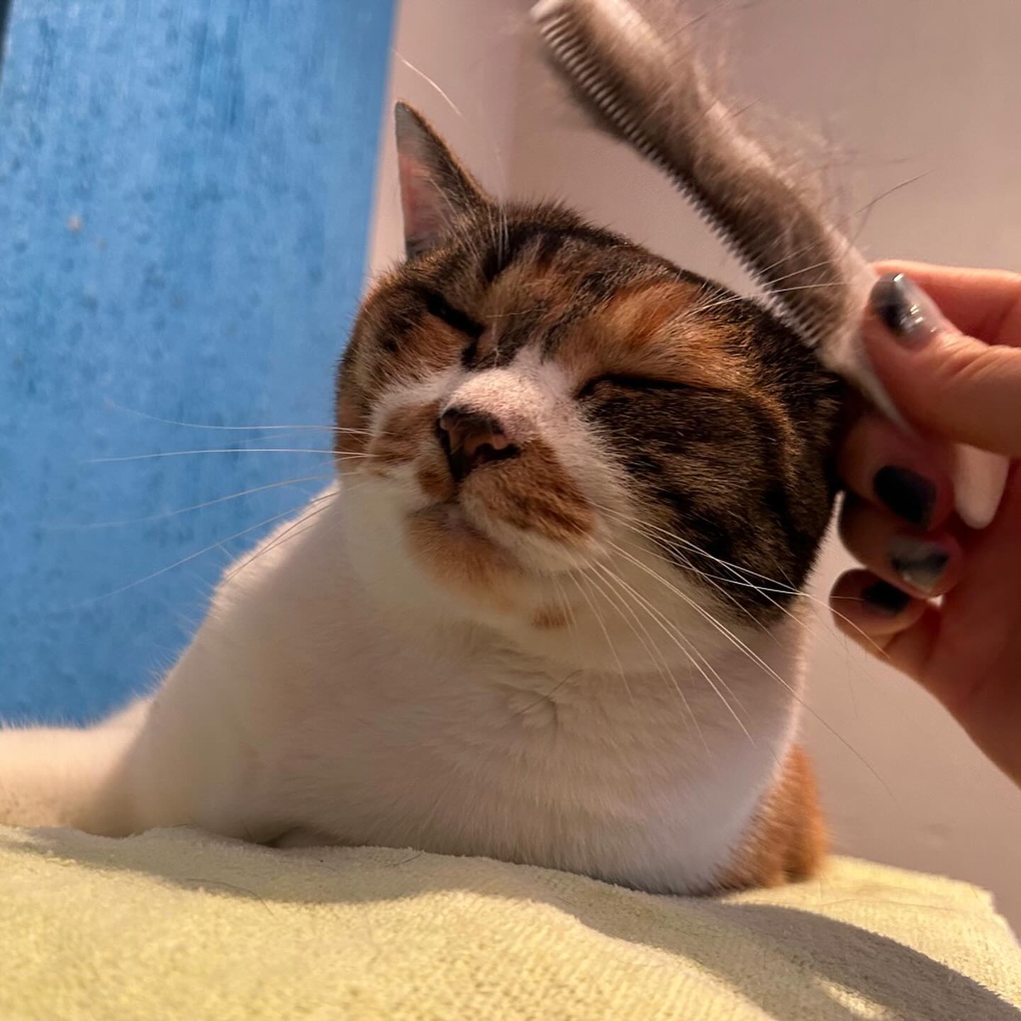 キキちゃん毎日、シッターの訪問をとても楽しみに待ってくれていました?ドアを開けると「キャキャッ❣️」と鳴きながら大急ぎで足元に駆け寄ってナデナデ待ち?張り切って遊ぶ日もあり、のんびり過ごす日もあり、「今日はこんな気分なの」とちゃんとシッターに教えてくれます️シッティング担当：後藤、宇山、大谷