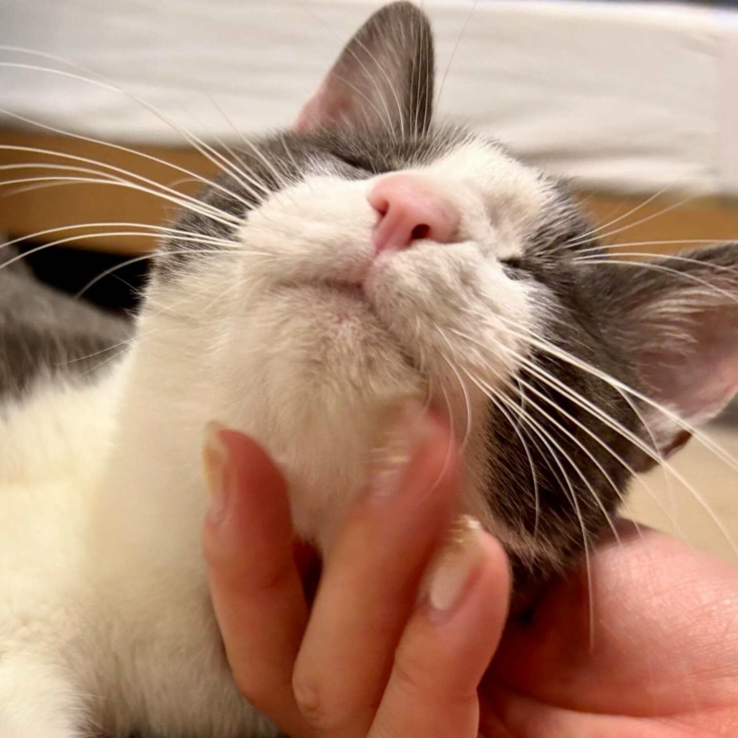 ?タビちゃん＆ぼーちゃん?‍今回が初めてのご利用でした！?黒猫ぼーちゃんは初日から甘えてくれたけど、慎重なタビちゃんはなかなか甘えられず…大好きなごはんはちゃっかり食べに出てくるけど。でも、少しずつ少しずつ慎重に回数を重ねて仲良くなれました?2枚目のお写真のタビちゃん、初日は随分と警戒なさっていました?こんなに全力で甘えられるようになって、お留守番での寂しさが紛れたかなと思います。ぼーちゃんとタビちゃんは仲良しさんで、2人力を合わせて乗り越えてくれました2人とも、本当によく頑張ったね！